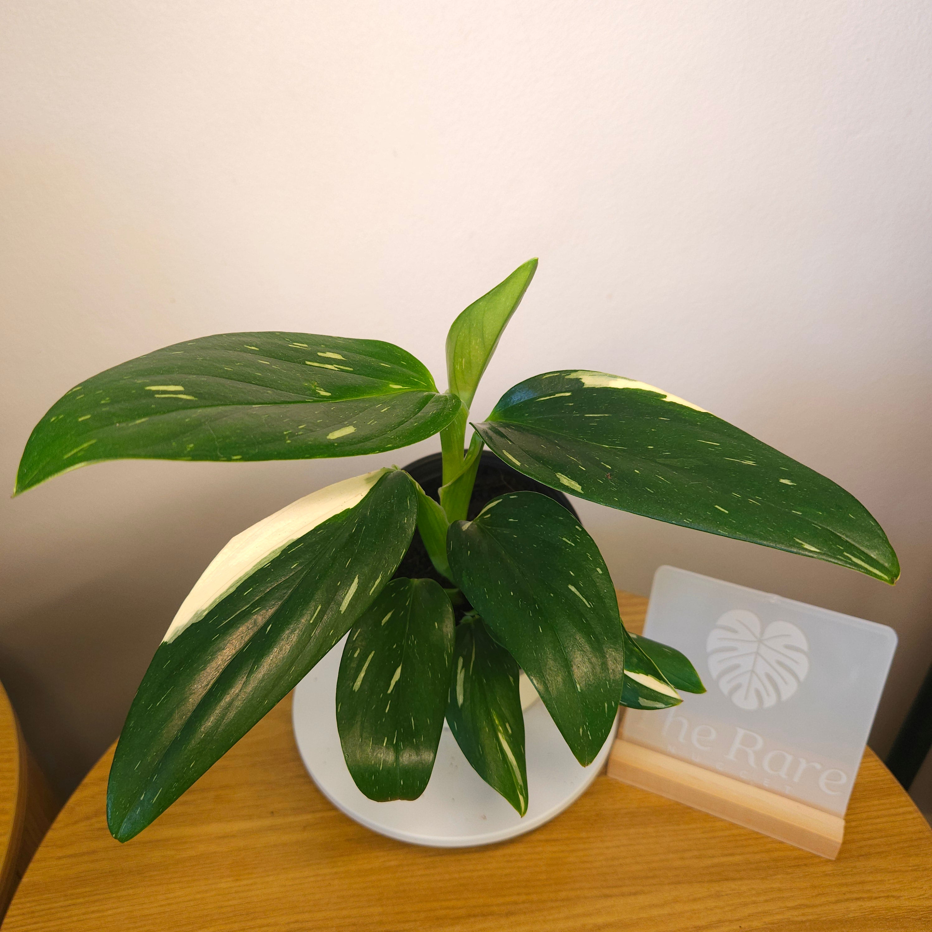 Monstera standleyana 'Strikingly Variegated'