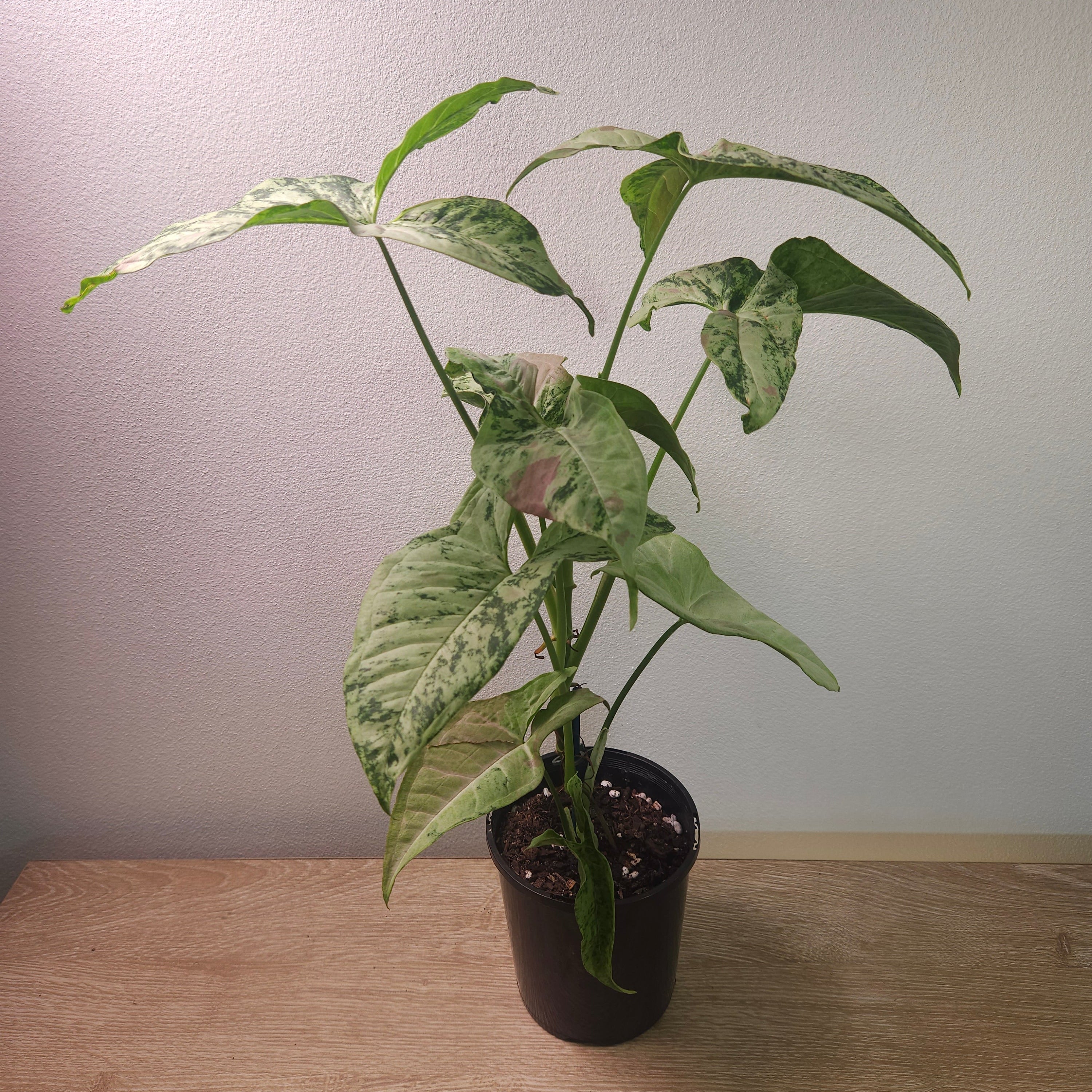 Syngonium Confetti Tricolour – Rare Variegated Arrowhead Plant