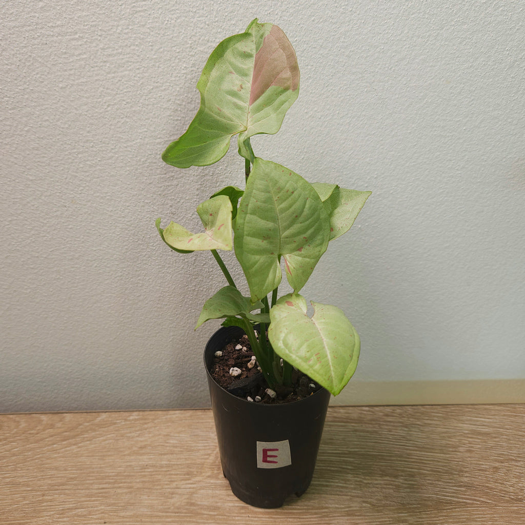 Syngonium Confetti – Pink Speckled Arrowhead Plant
