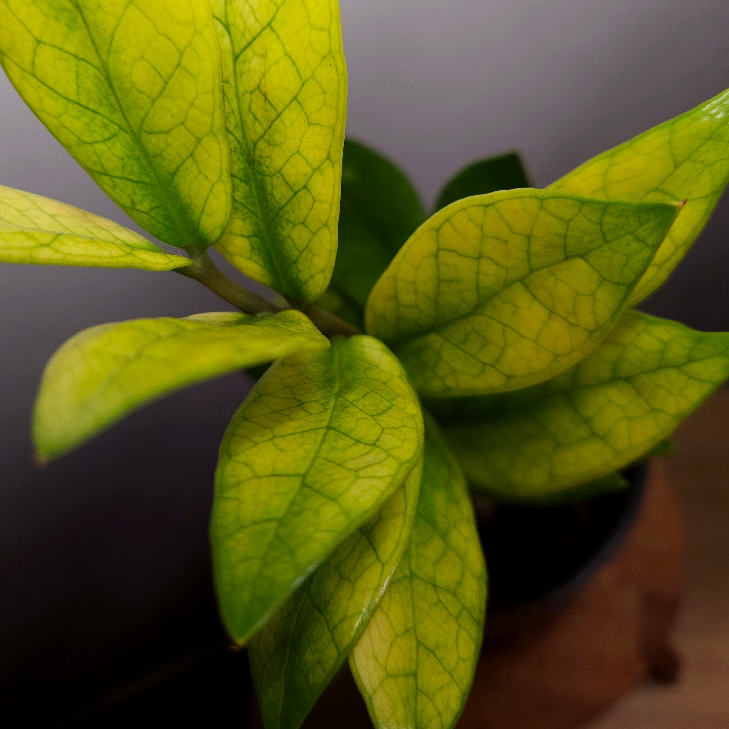 Variegated ZZ Plant ‘Akebono’ – Rare Colour-Changing Zamioculcas