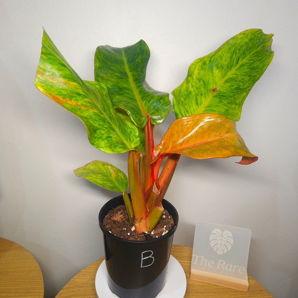 Philodendron Orange Marmalade – Rare Variegated Colour-Changing Aroid