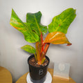 Philodendron Orange Marmalade – Rare Variegated Colour-Changing Aroid