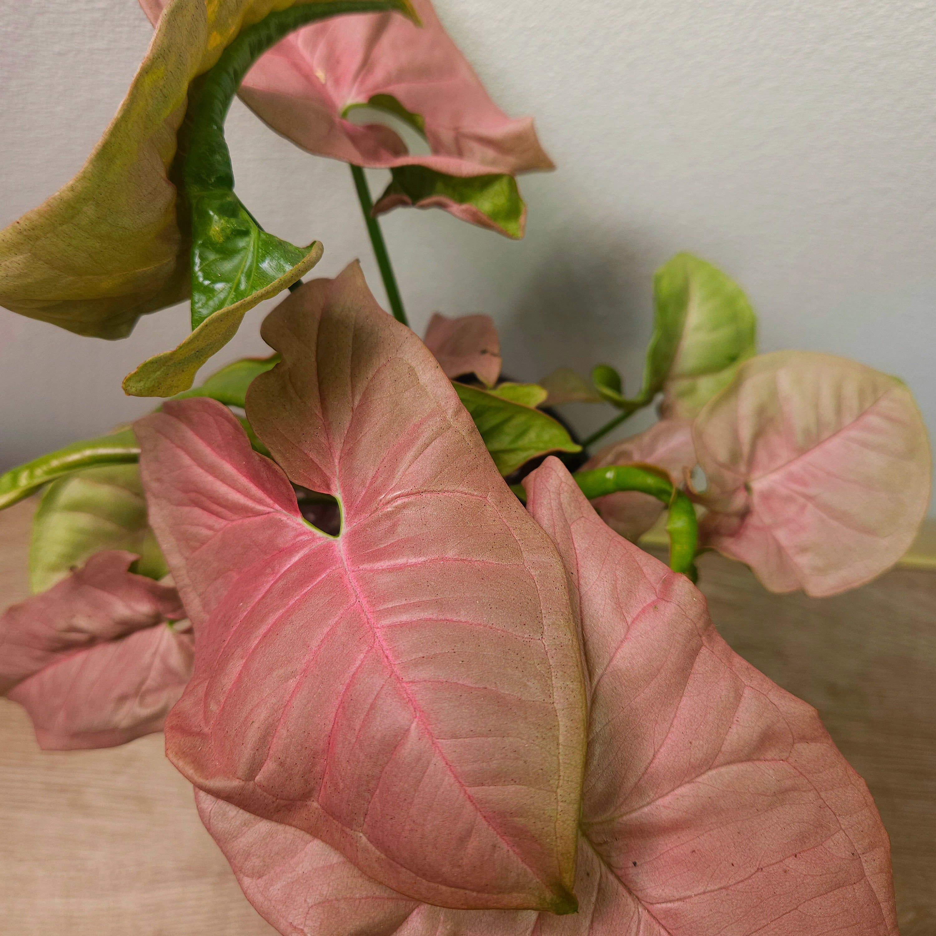 Syngonium Neon – Soft Pink Arrowhead Plant (Neon Robusta)