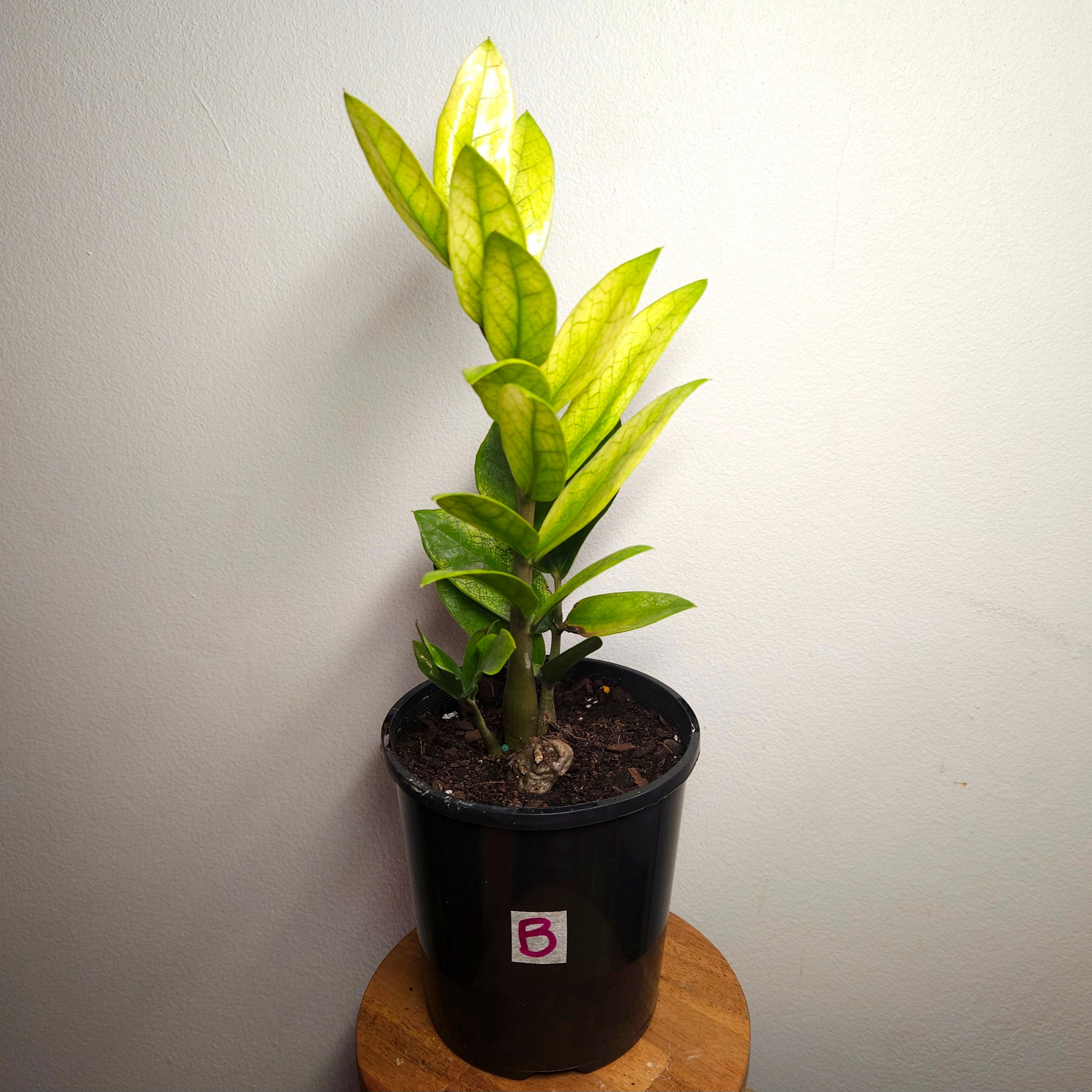 Variegated ZZ Plant ‘Akebono’ – Rare Colour-Changing Zamioculcas
