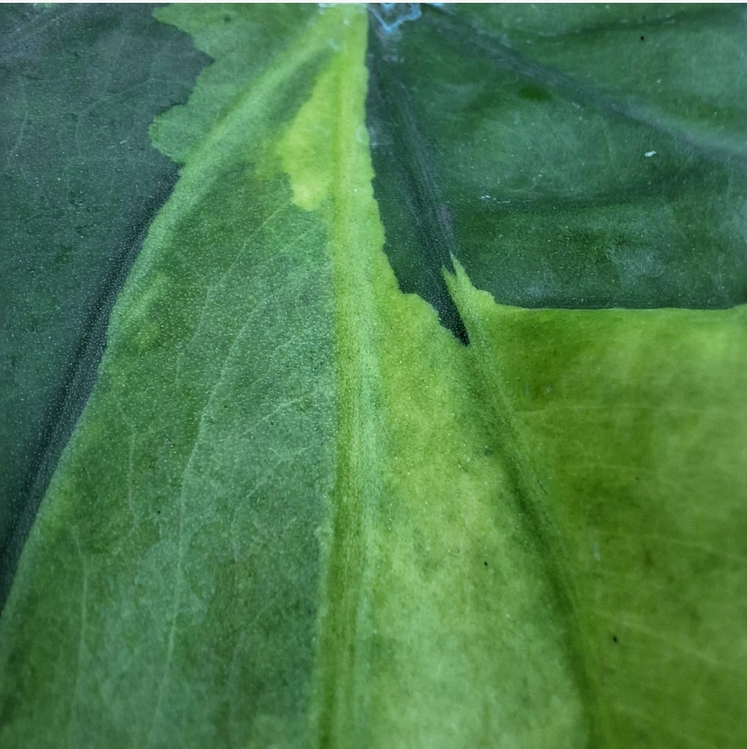 Alocasia cucullata Variegata