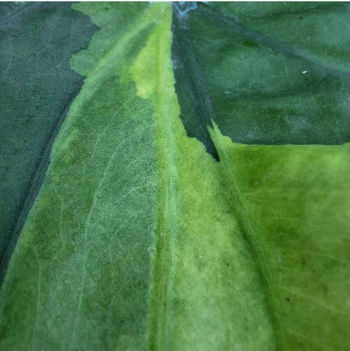 Alocasia cucullata Variegata