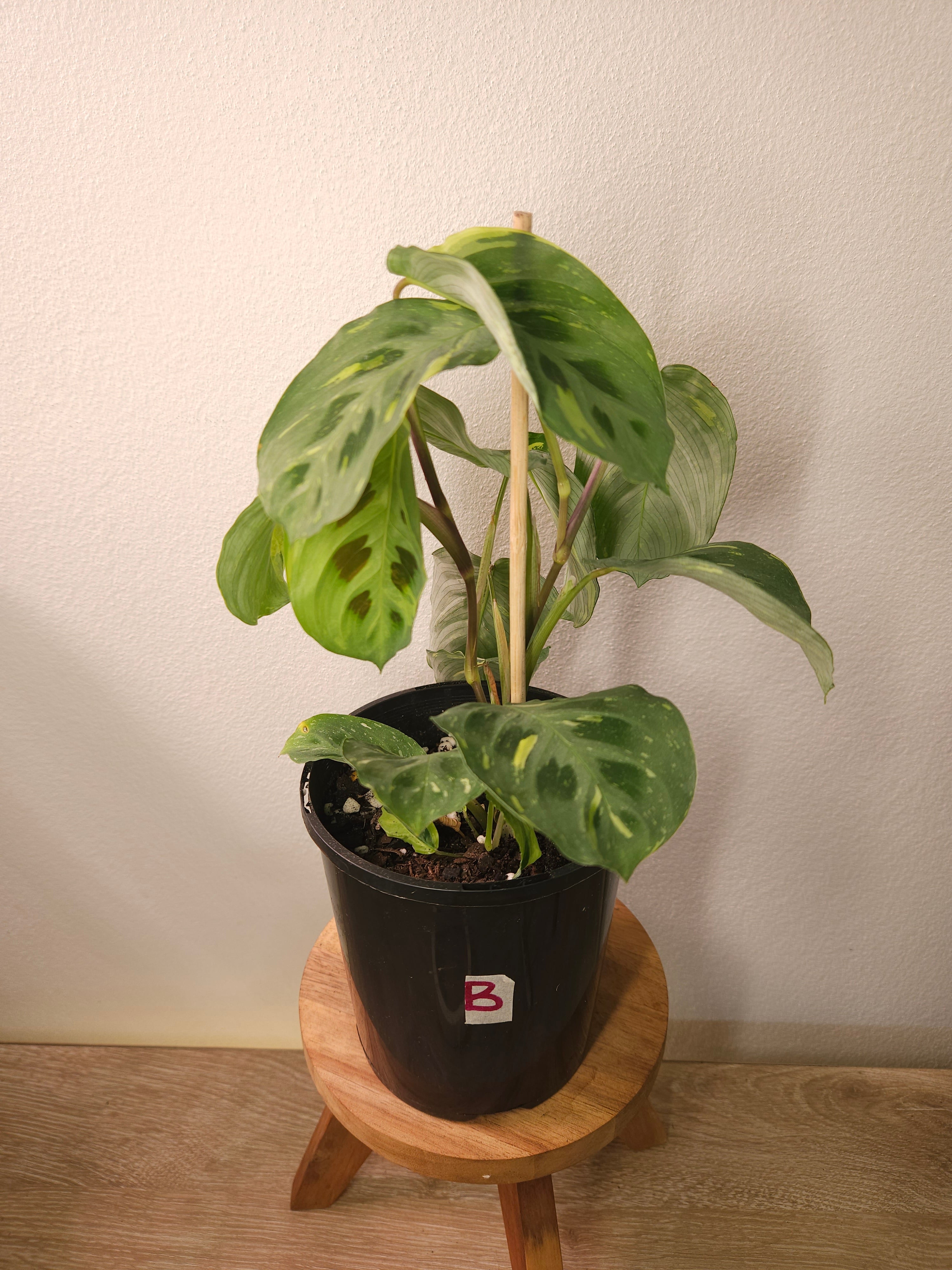 prayer plant kerchoveana Maranta Kerchoveana Variegata – Rare Variegated Prayer Plant – The Rare Nugget