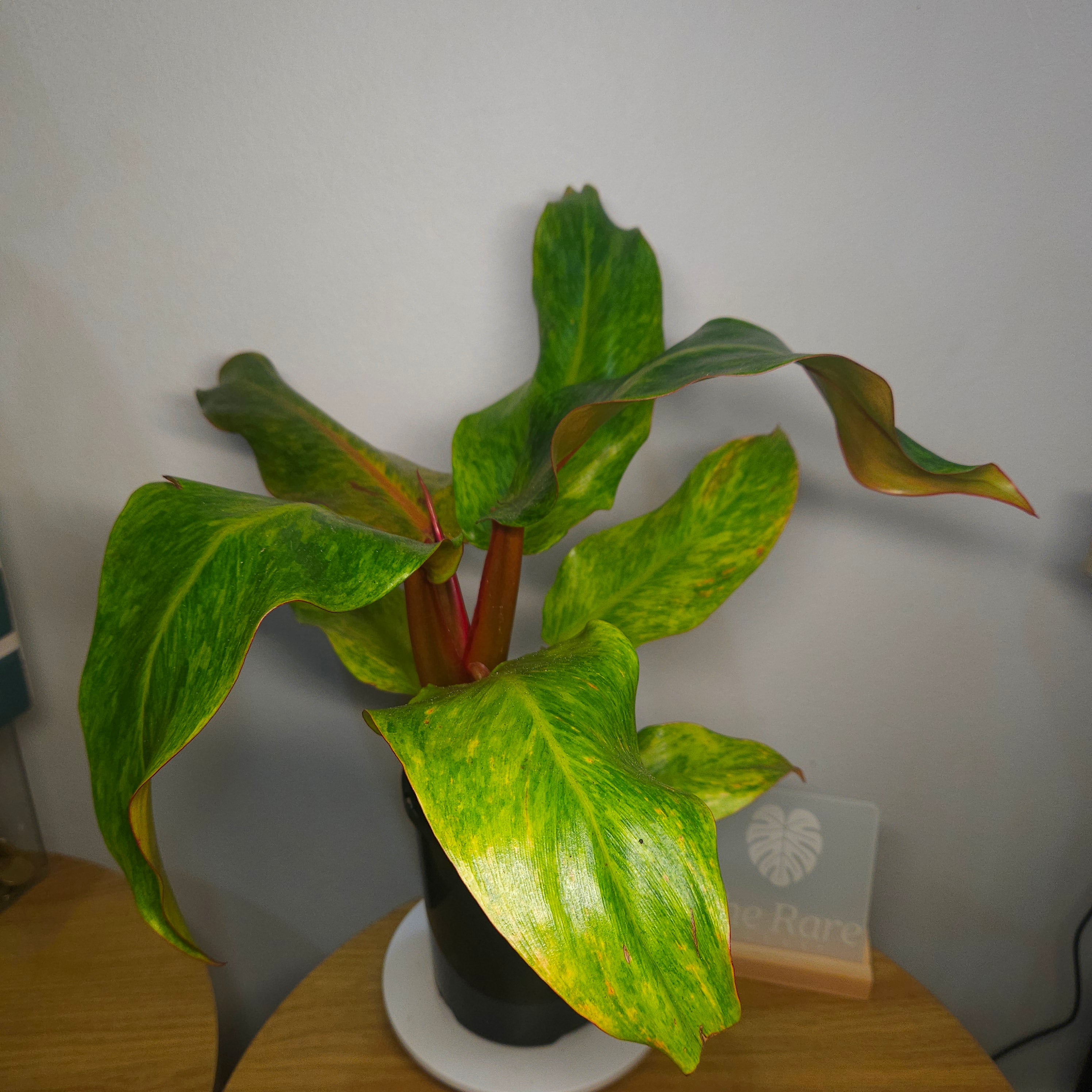 Philodendron Orange Marmalade – Rare Variegated Colour-Changing Aroid