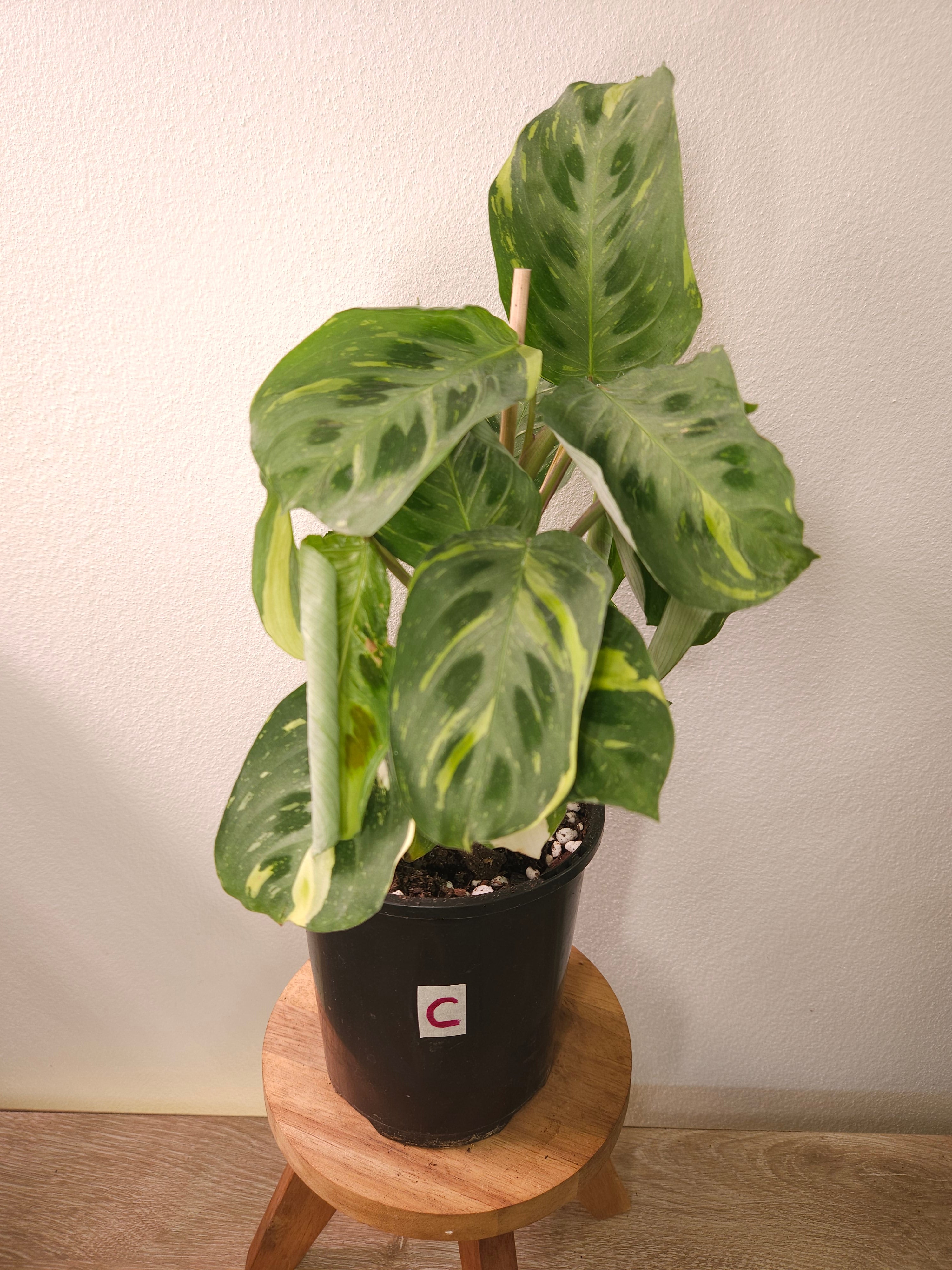 prayer plant kerchoveana Maranta Kerchoveana Variegata – Rare Variegated Prayer Plant – The Rare Nugget