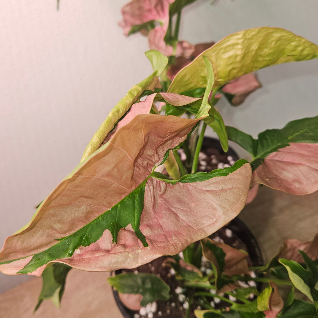 Syngonium Lava – Rare Red & Copper Toned Arrowhead Plant