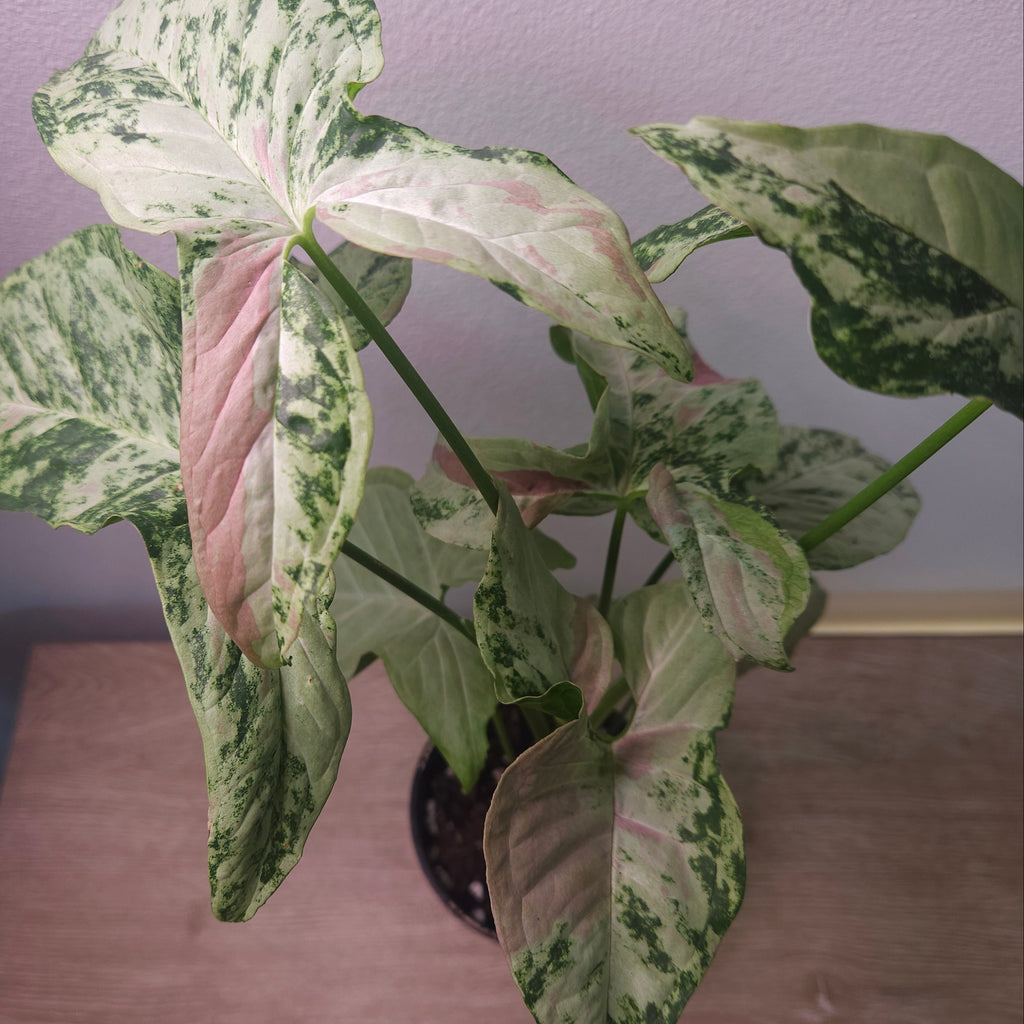Syngonium Confetti Tricolour – Rare Variegated Arrowhead Plant