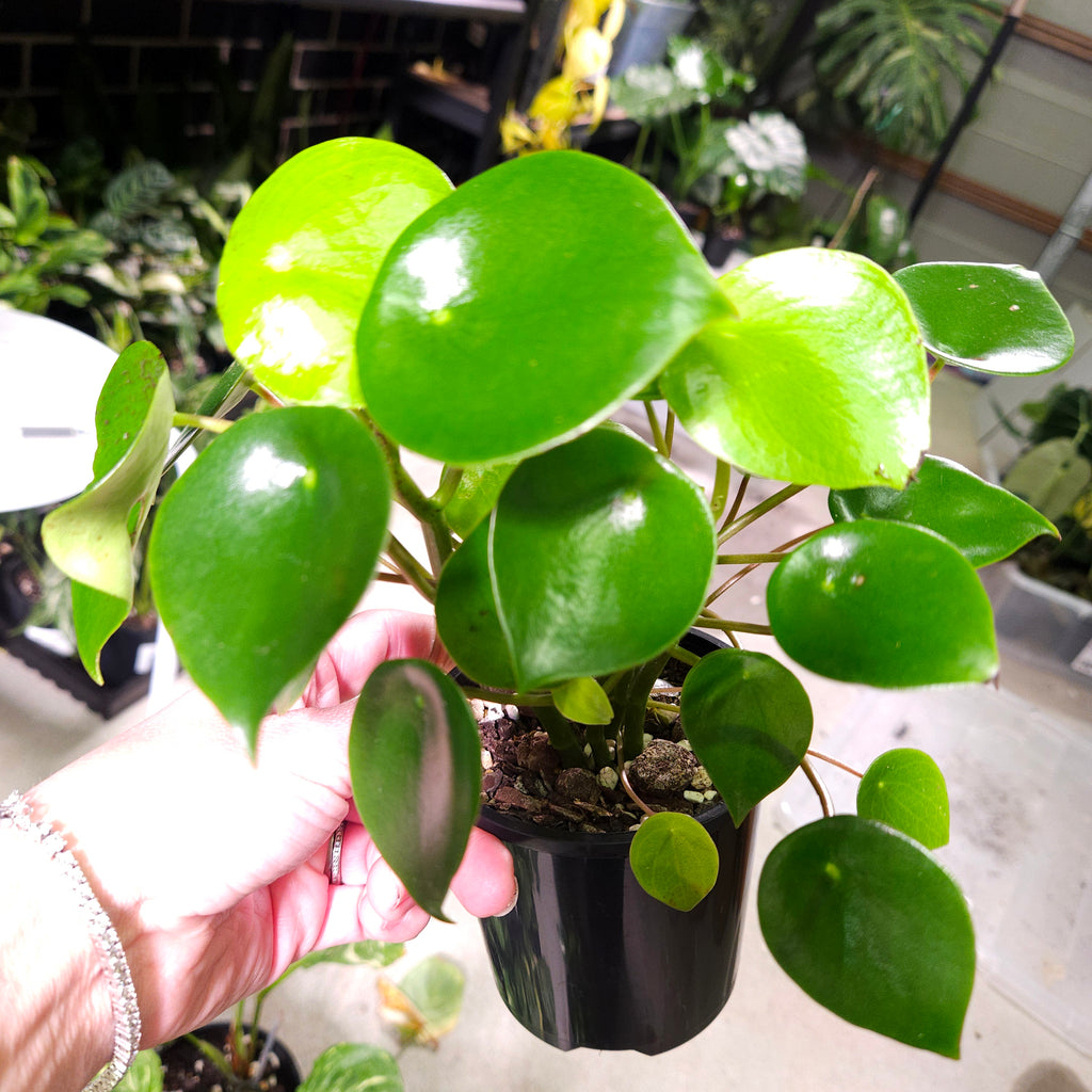Peperomia polybotra 'Raindrops' CLEARANCE
