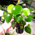 Peperomia polybotra 'Raindrops' CLEARANCE