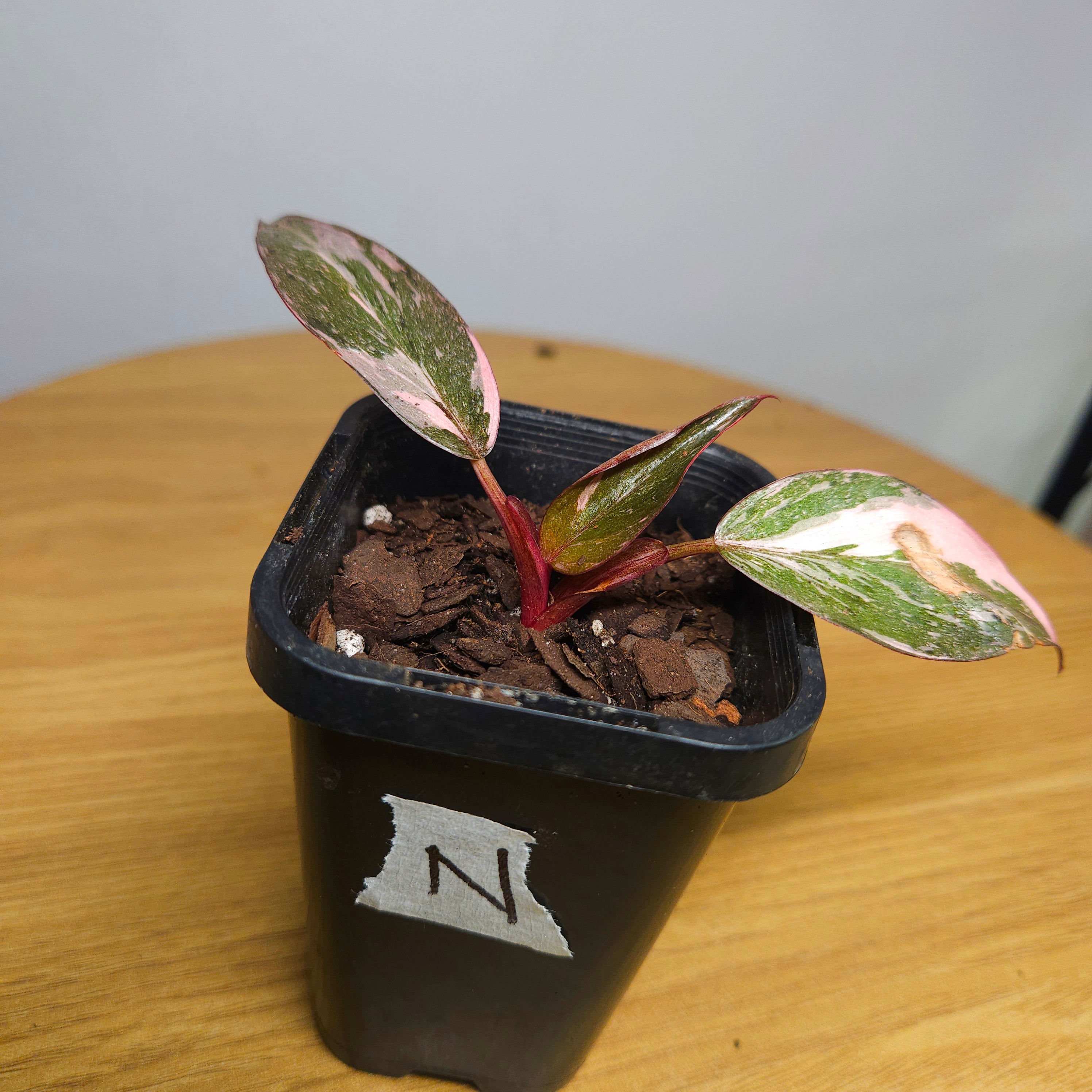 Rare Philodendron Pink Princess Marble Galaxy Variegated – Highly Variegated