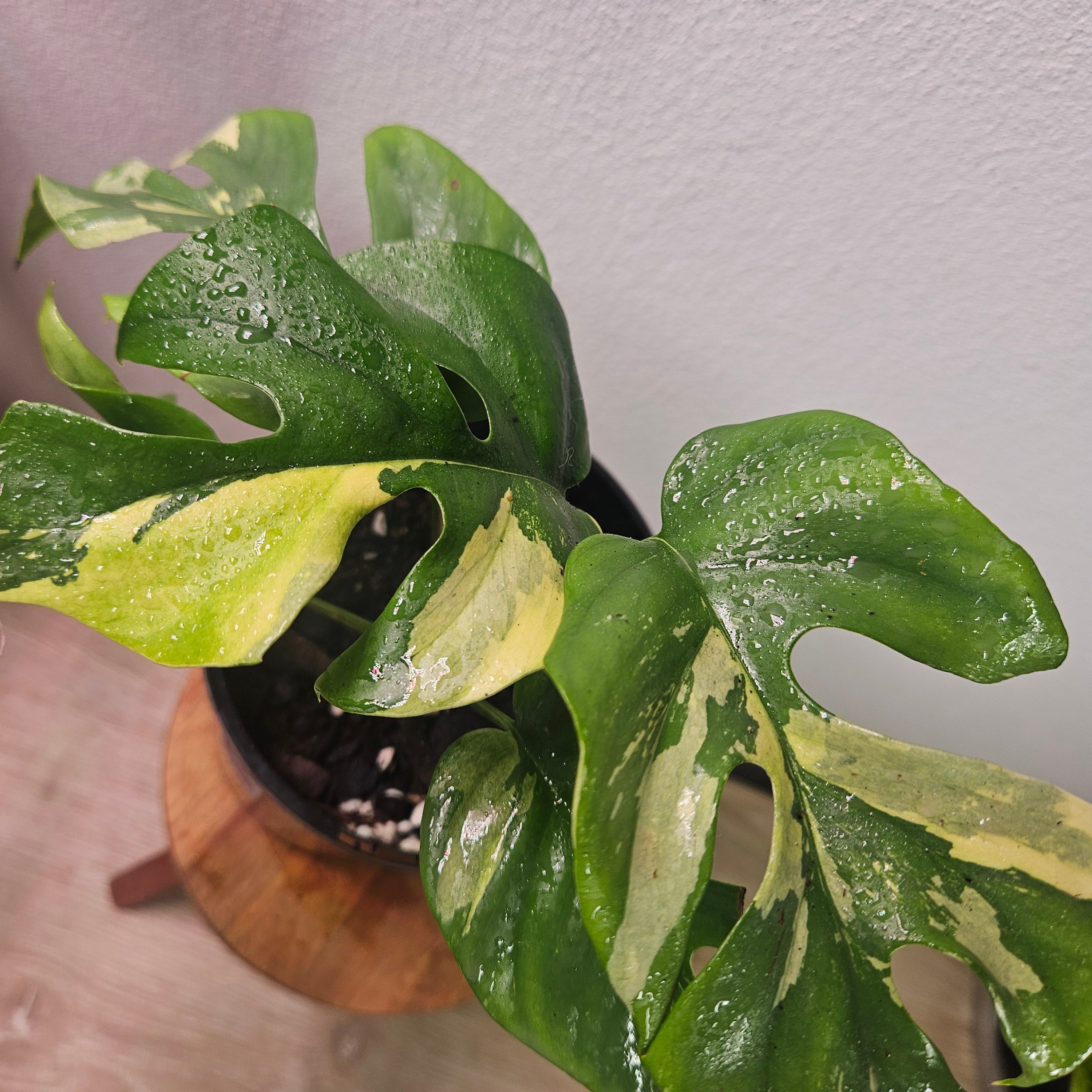 Variegated Mini Monstera – Rhaphidophora tetrasperma Variegata