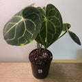 Anthurium clarinervium | Rare Velvet Leaf Anthurium