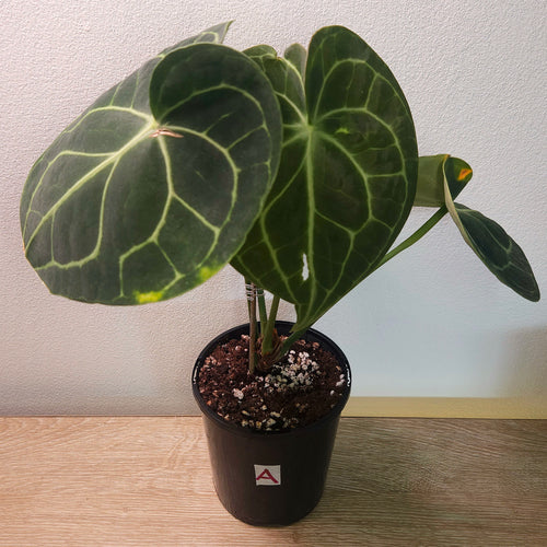 Anthurium clarinervium – Rare Velvet Leaf Anthurium