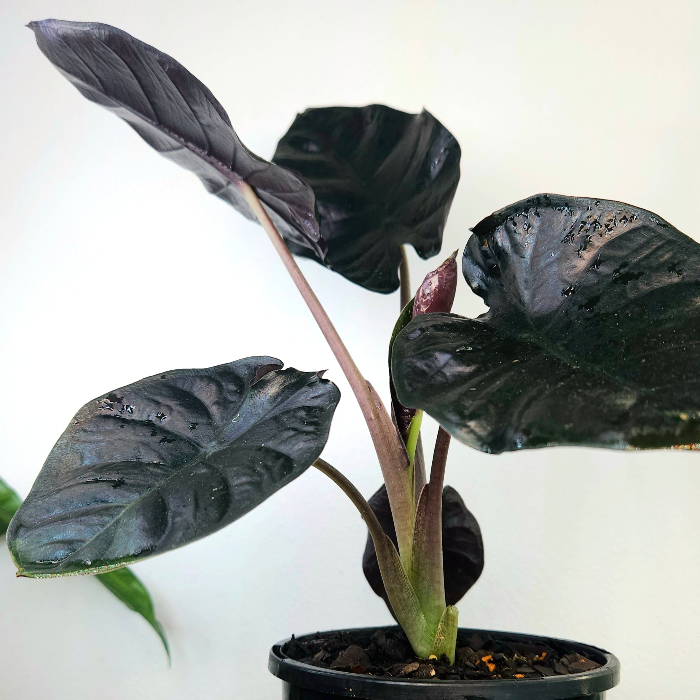 Alocasia Infernalis – Dark Jewel Alocasia