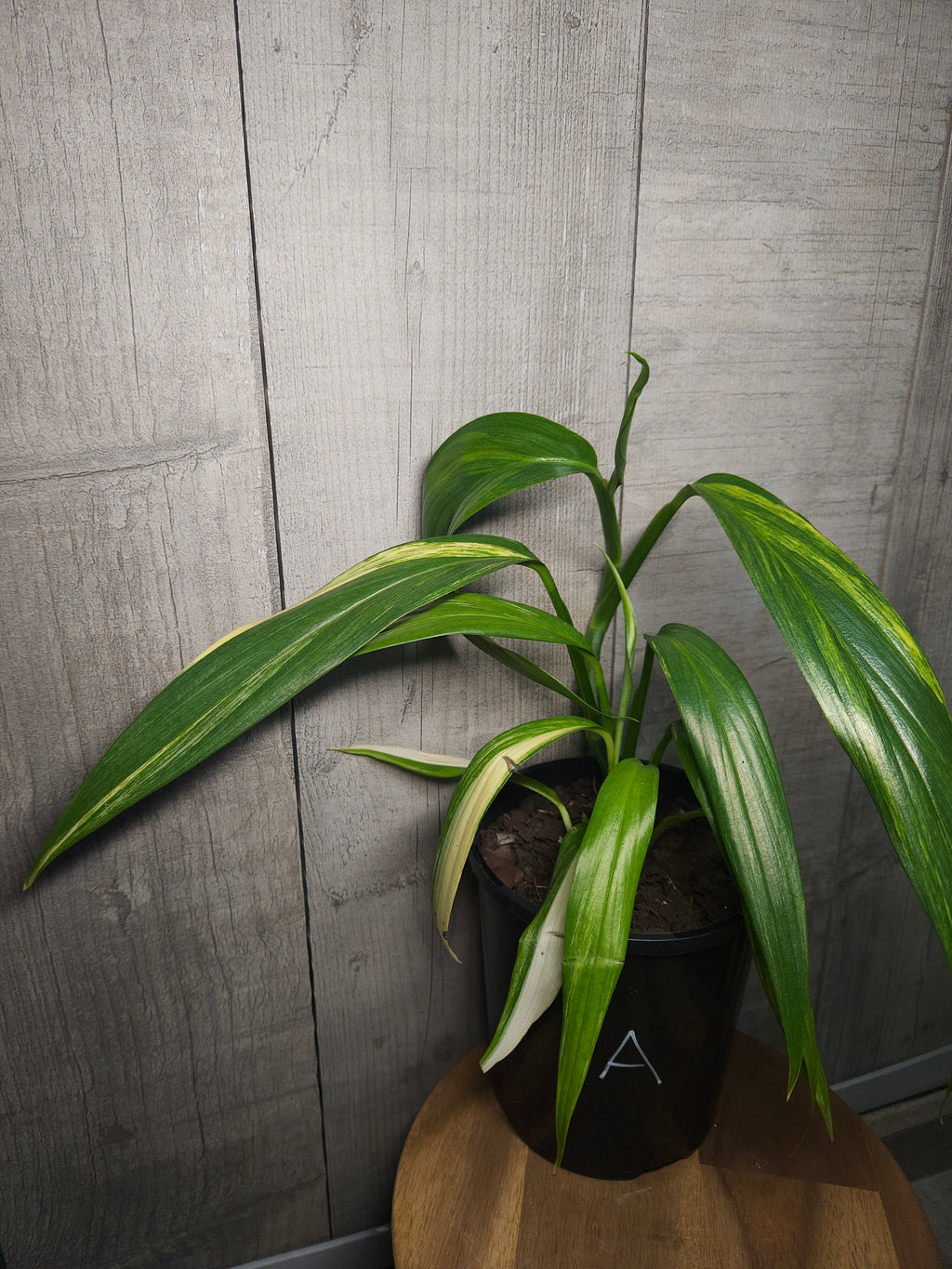 Epipremnum amplissimum ‘Variegated’ – Rare Variegated