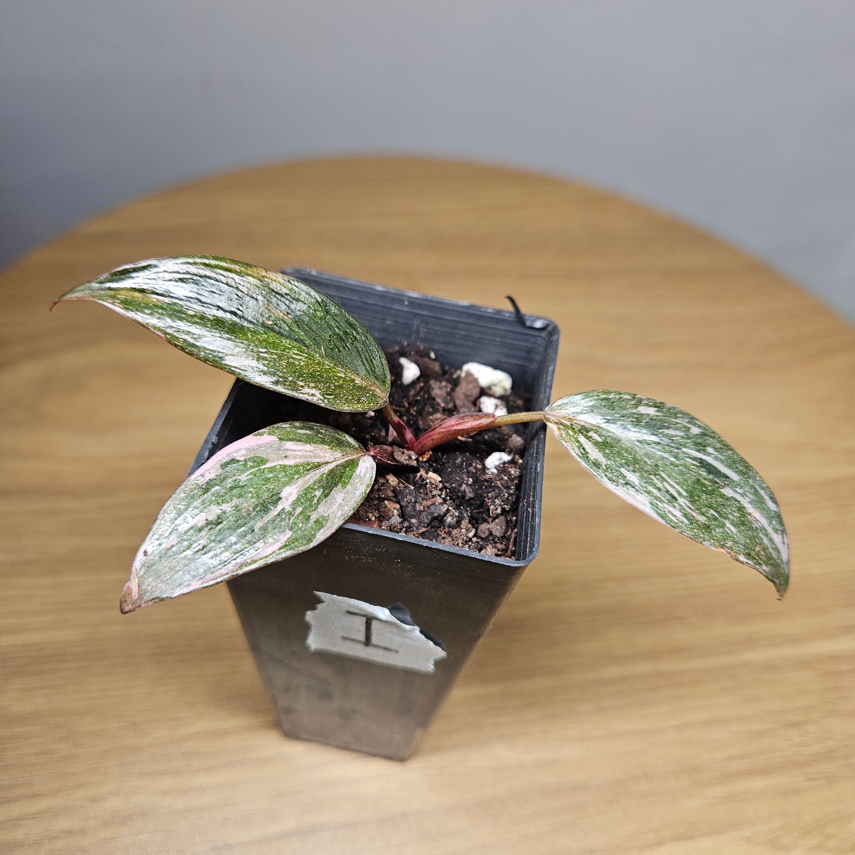 Rare Philodendron Pink Princess Marble Galaxy Variegated – Highly Variegated
