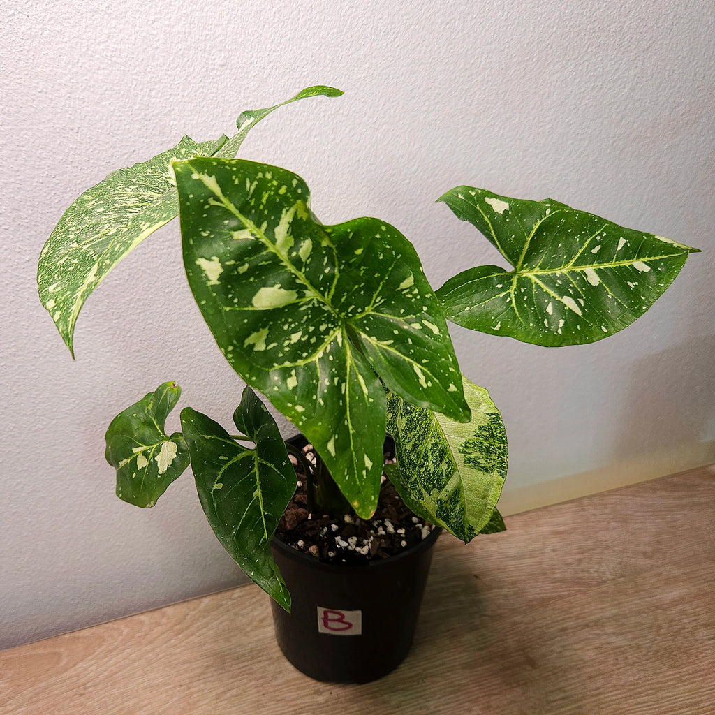 Syngonium Panda – Rare Speckled Variegated Arrowhead Plant