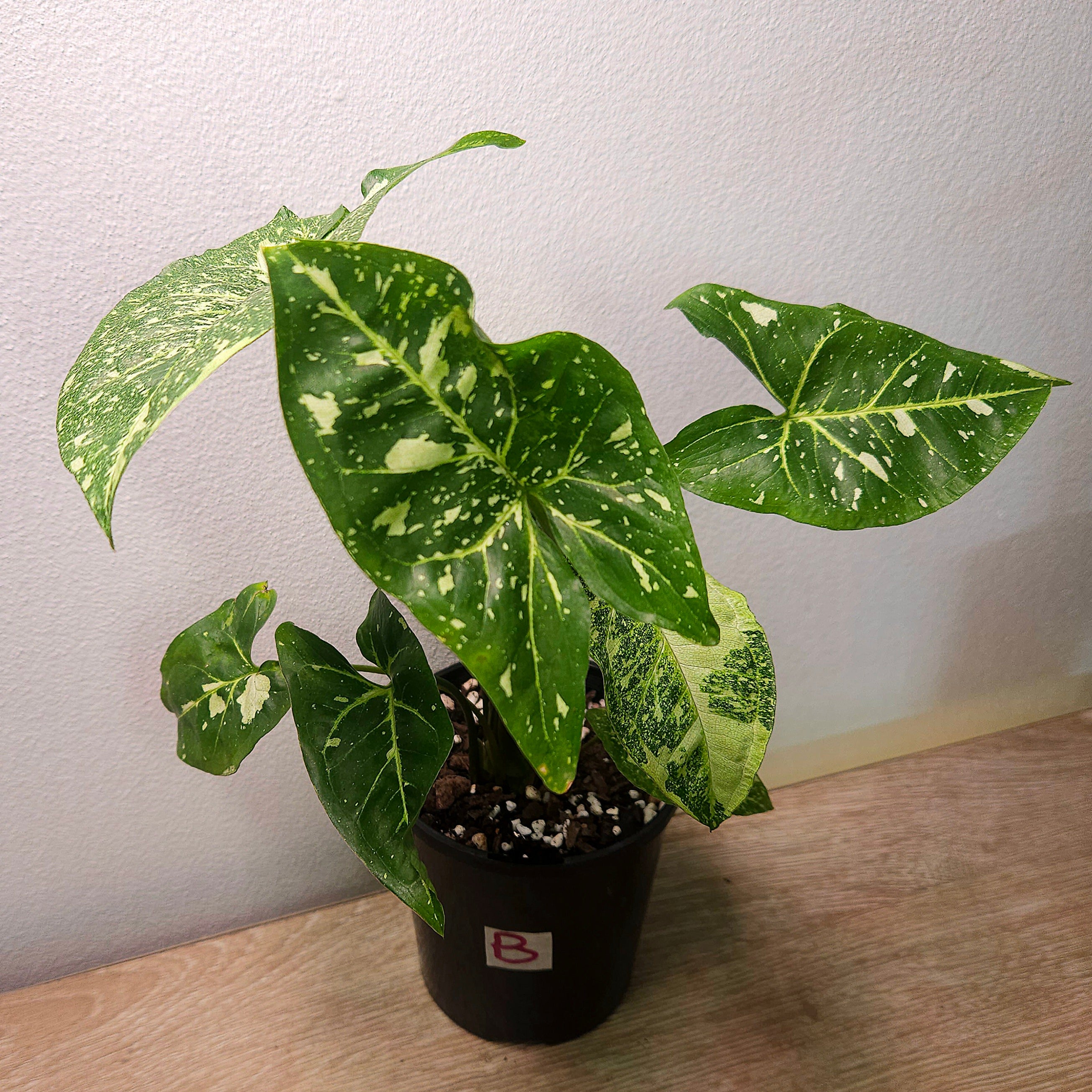 Syngonium Panda – Rare Speckled Variegated Arrowhead Plant