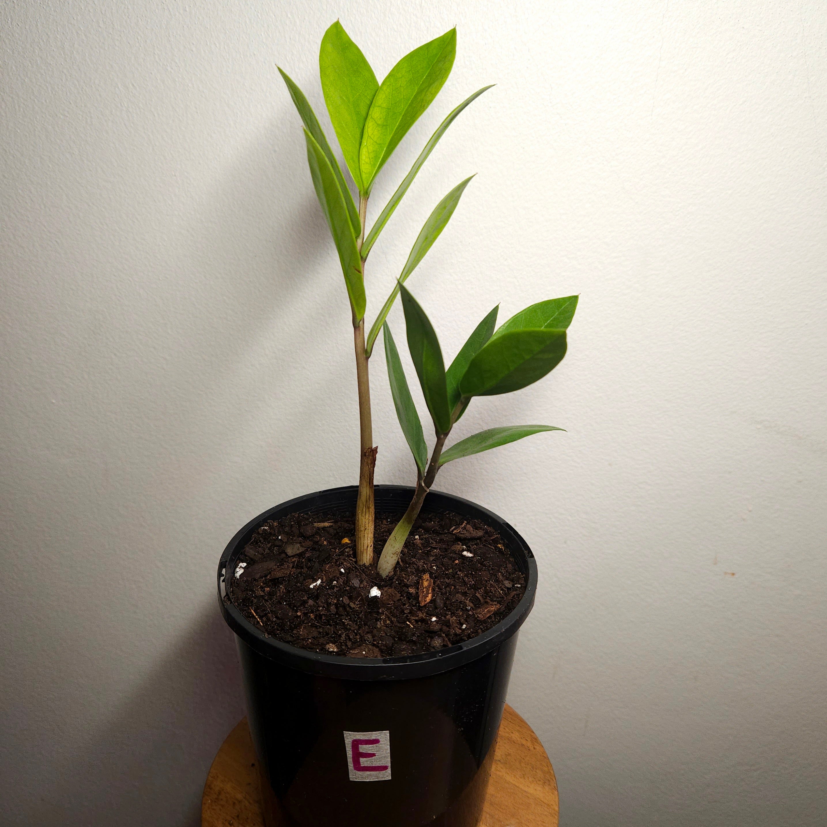 Variegated ZZ Plant ‘Akebono’ – Rare Colour-Changing Zamioculcas