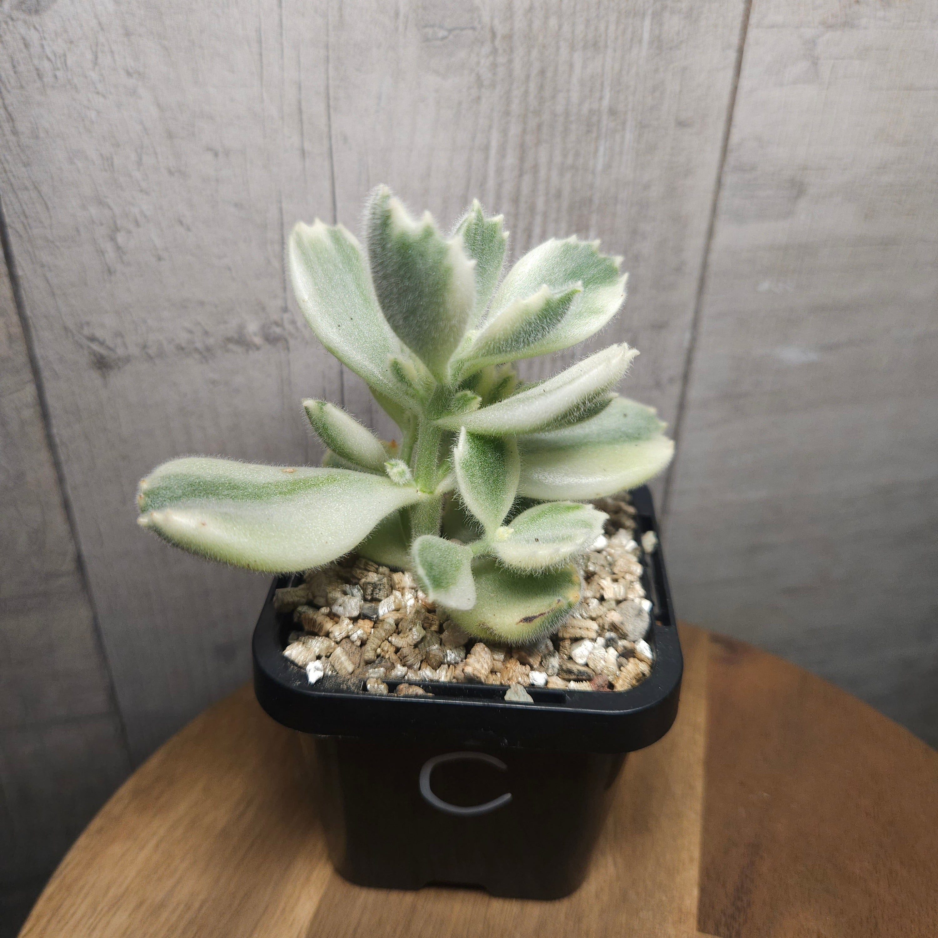 Cotyledon Tomentosa White Variegated Bears Paws
