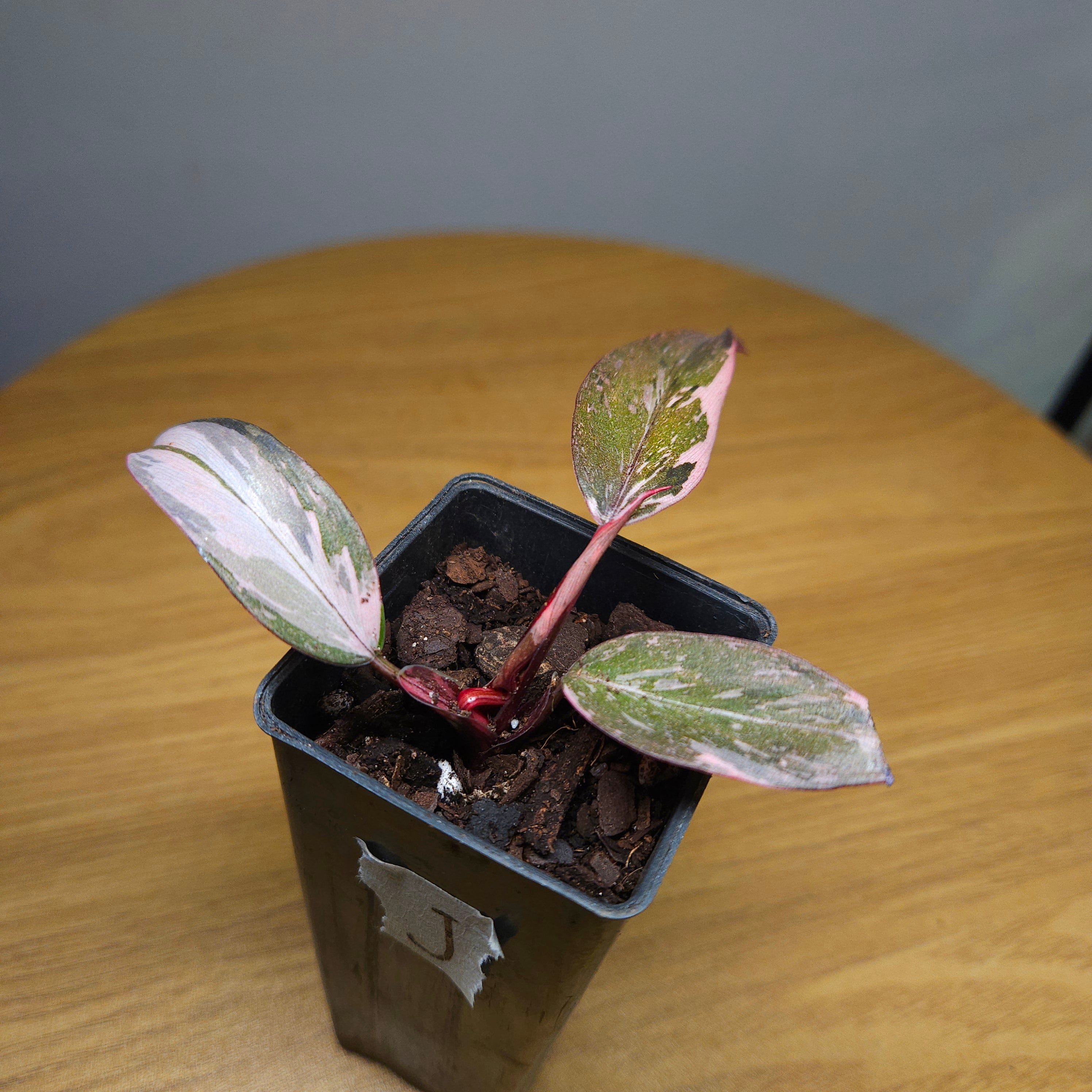 Rare Philodendron Pink Princess Marble Galaxy Variegated – Highly Variegated