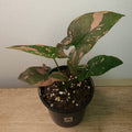 Syngonium Red Spot – Rare Pink Speckled Arrowhead Plant