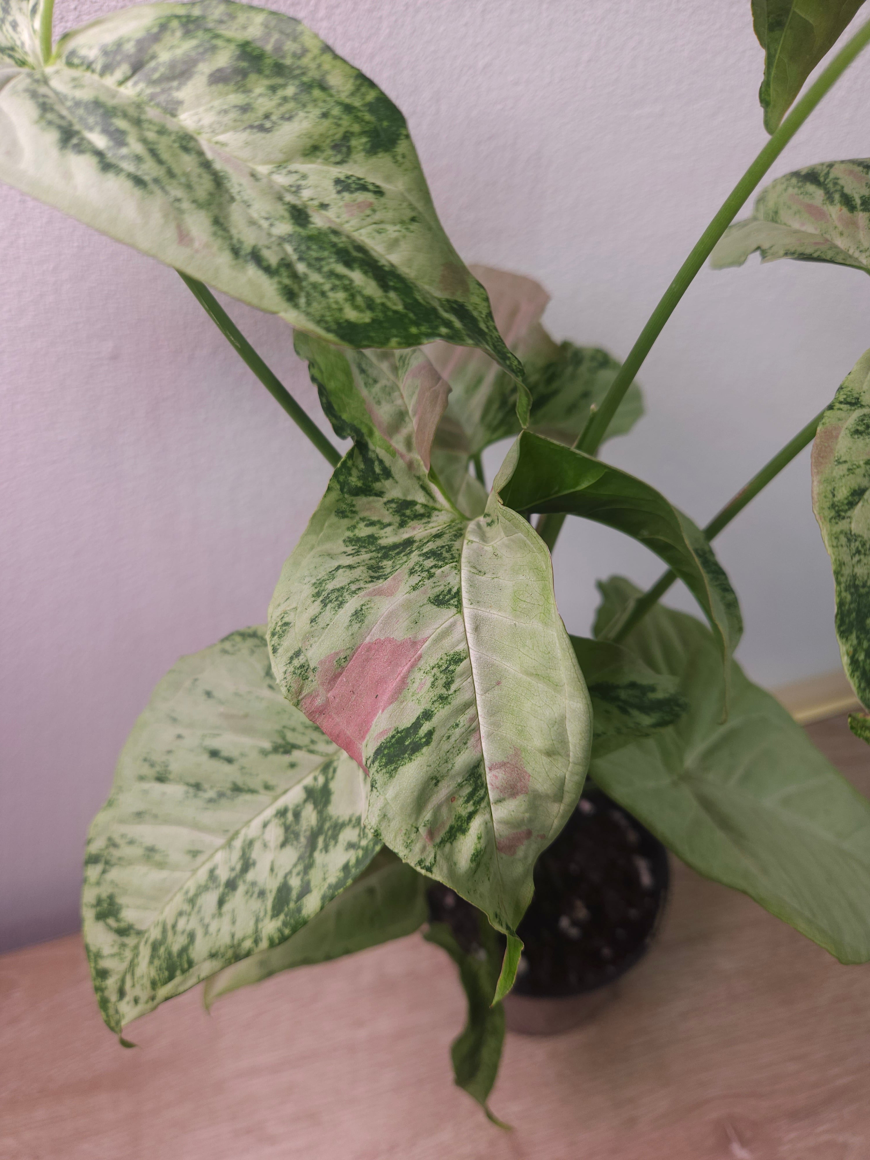 Syngonium Confetti Tricolour – Rare Variegated Arrowhead Plant