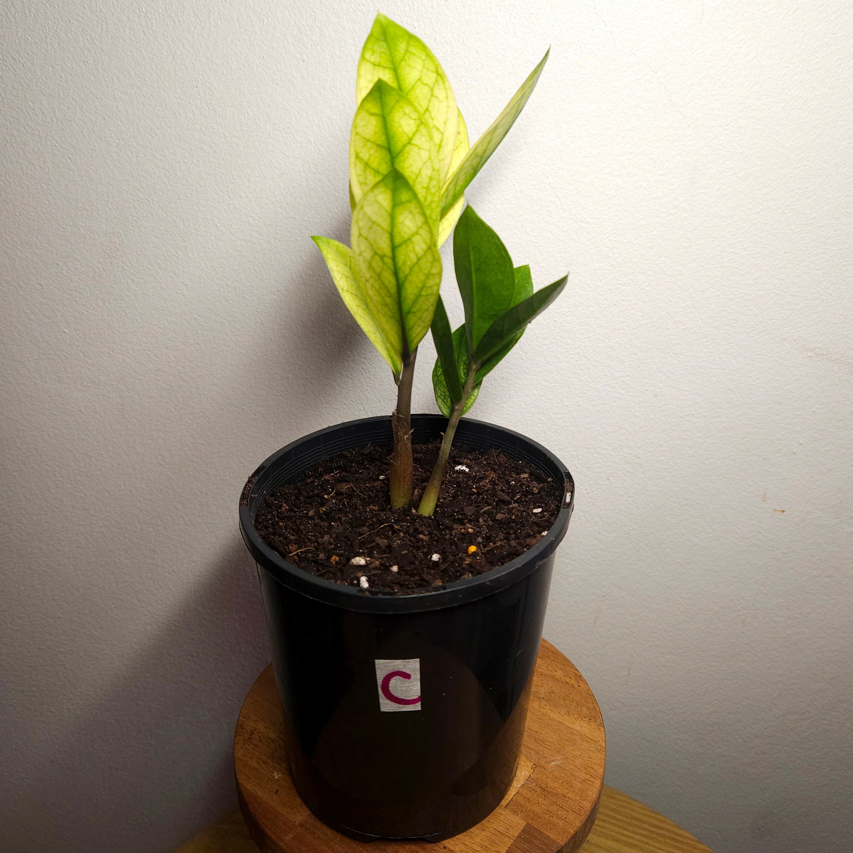 Variegated ZZ Plant ‘Akebono’ – Rare Colour-Changing Zamioculcas
