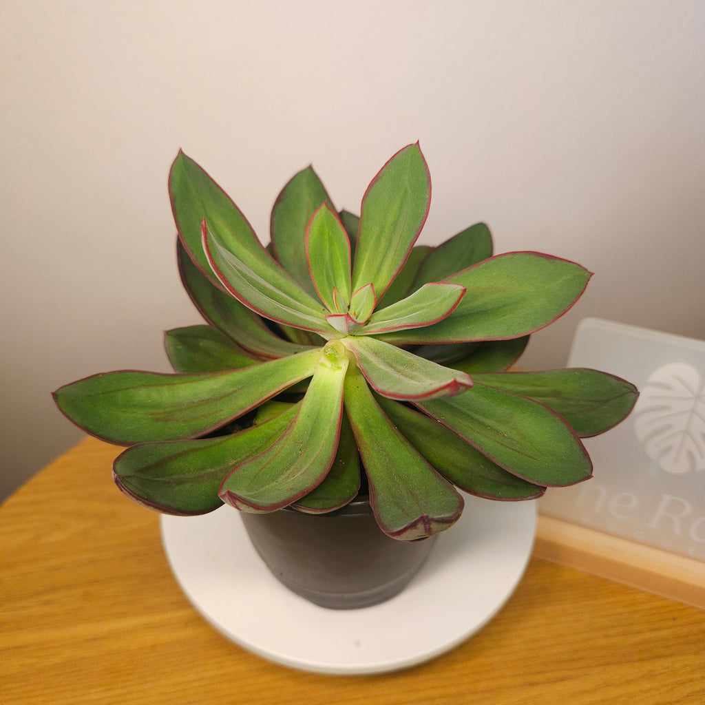 Painted Echevarias - Echeveria nodulosa - 15cm dia