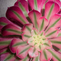 Aeonium Pink Witch 18cm dia