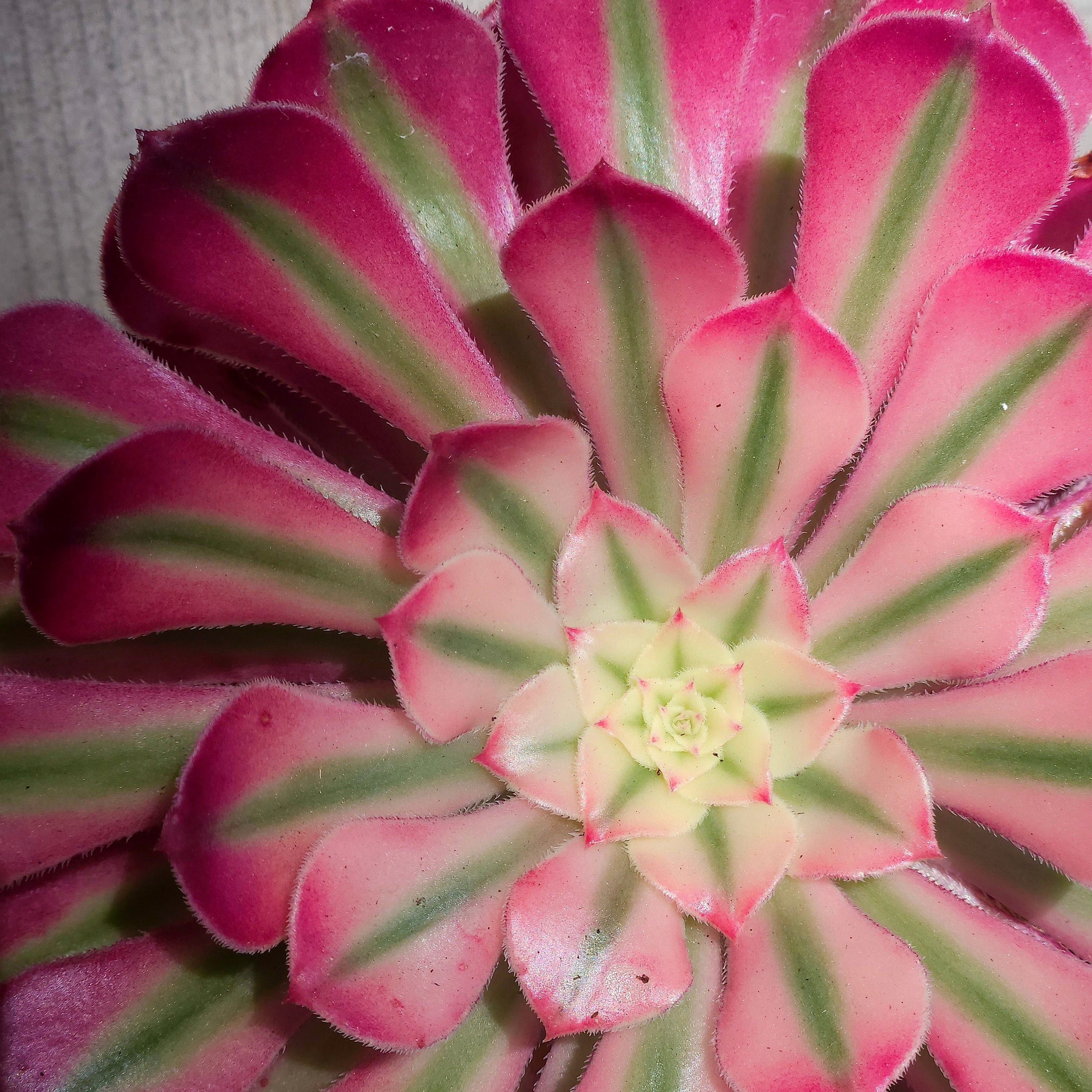 Aeonium Pink Witch 18cm dia