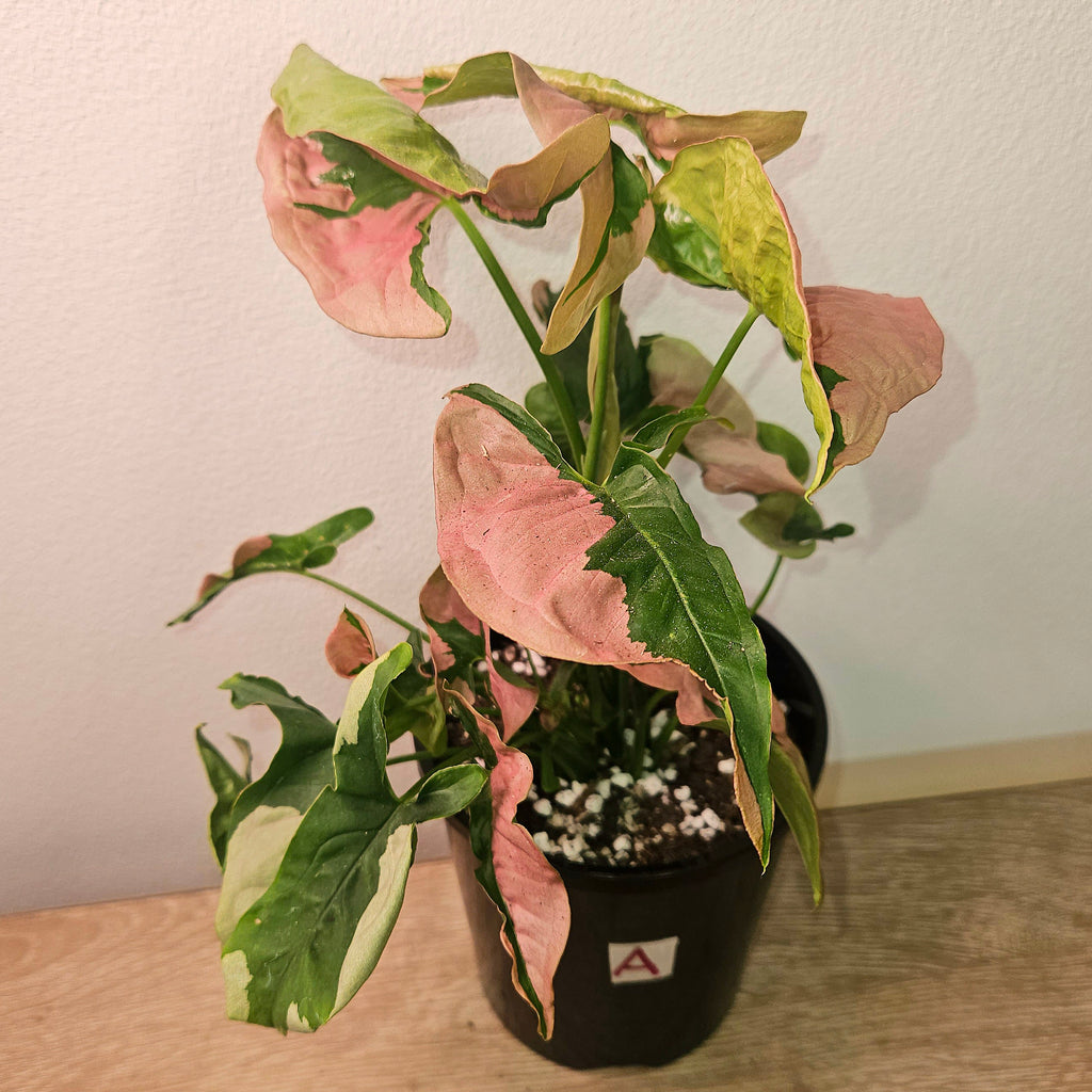 Syngonium Lava – Rare Red & Copper Toned Arrowhead Plant