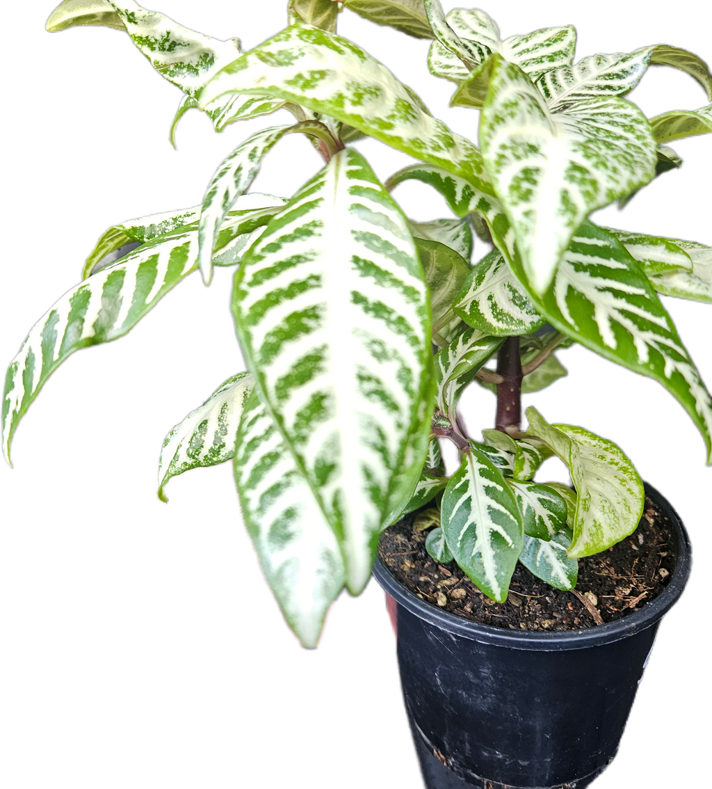 Aphelandra squarrosa 'White Wash' – Snow White Zebra Plant