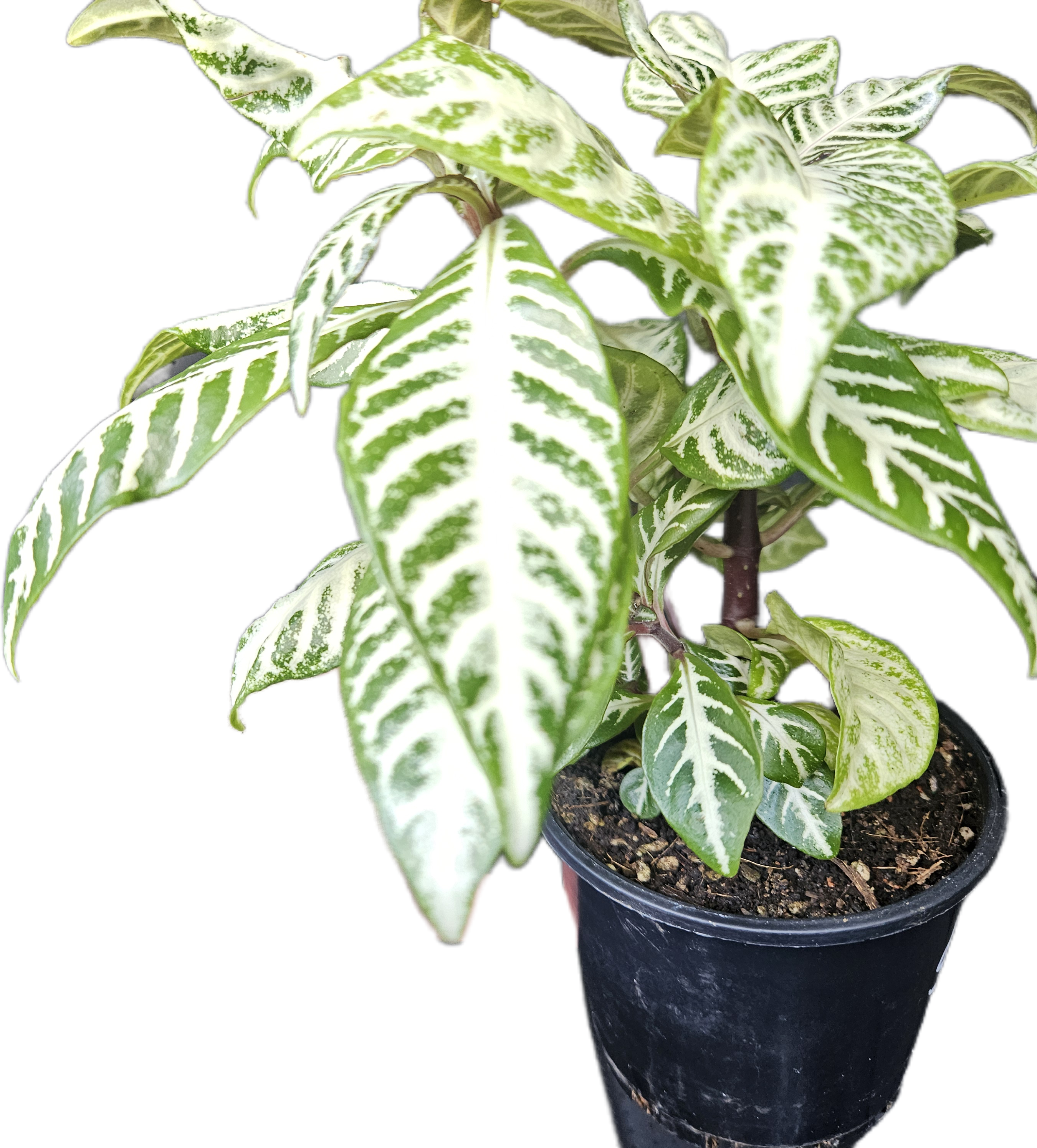 Aphelandra squarrosa 'White Wash' – Snow White Zebra Plant