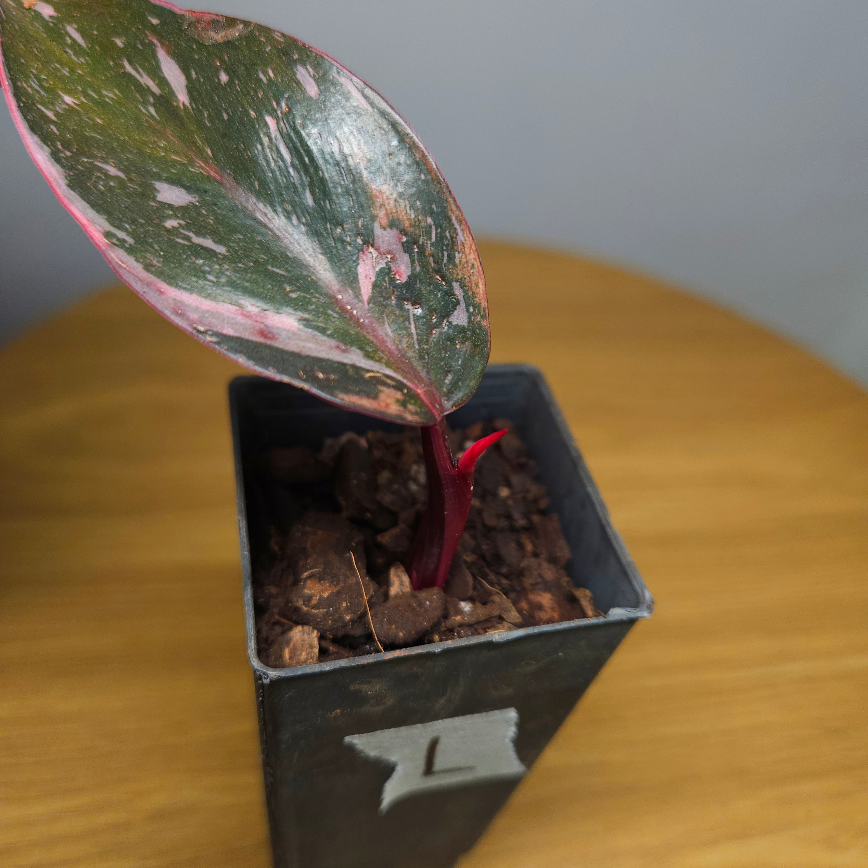 Rare Philodendron Pink Princess Marble Galaxy Variegated – Highly Variegated