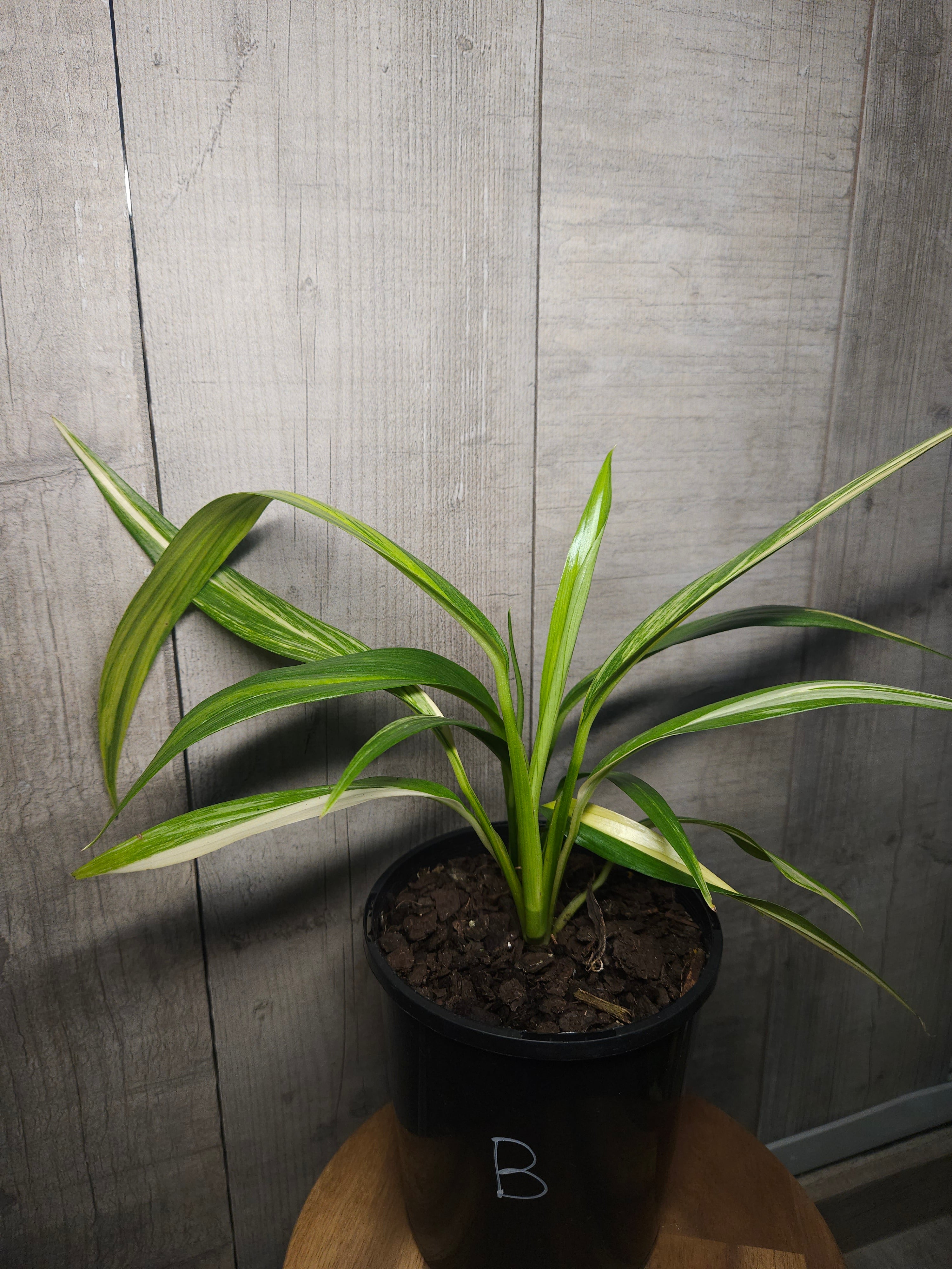 Epipremnum amplissimum ‘Variegated’ – Rare Variegated