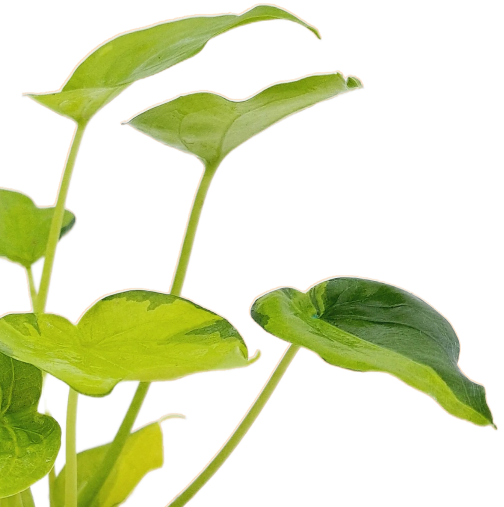 Alocasia cucullata Variegata