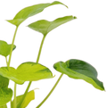 Alocasia cucullata Variegata