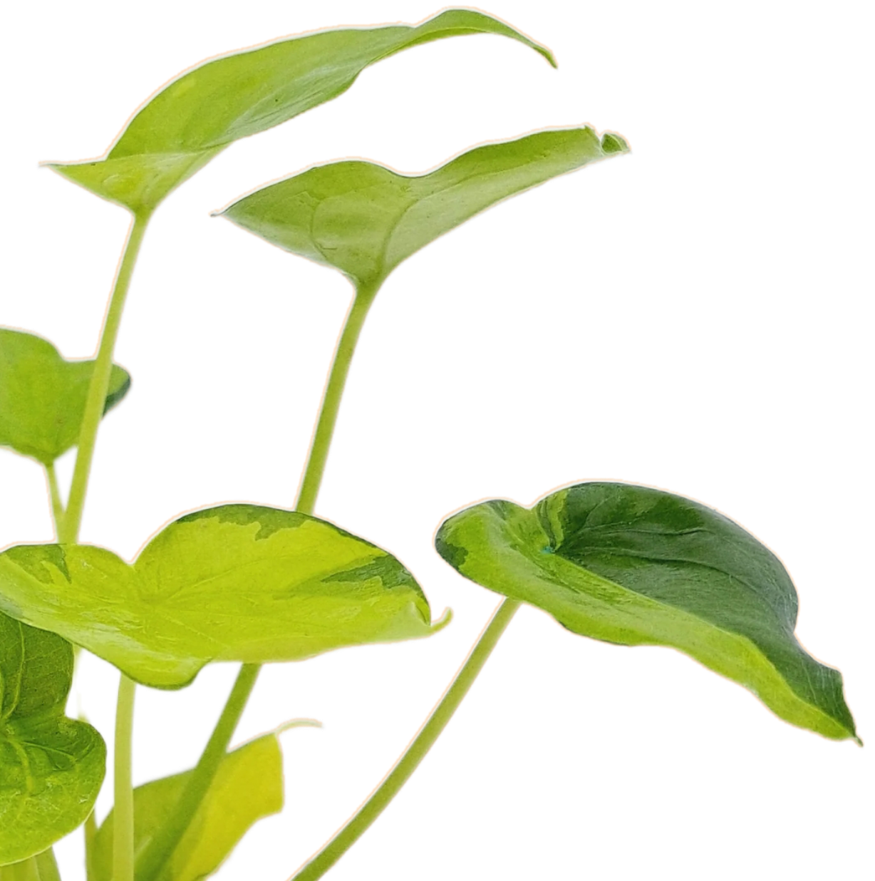 Alocasia cucullata Variegata