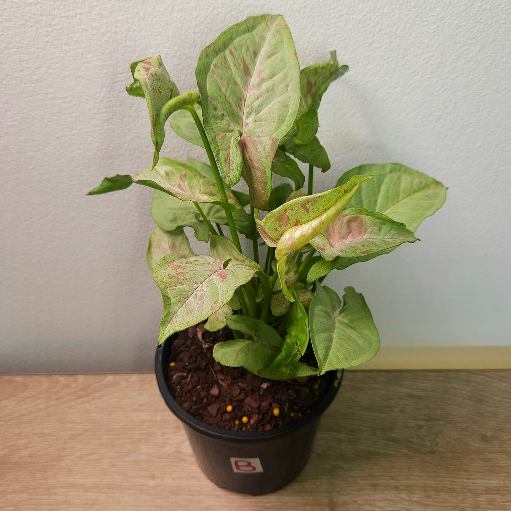 Syngonium Confetti – Pink Speckled Arrowhead Plant