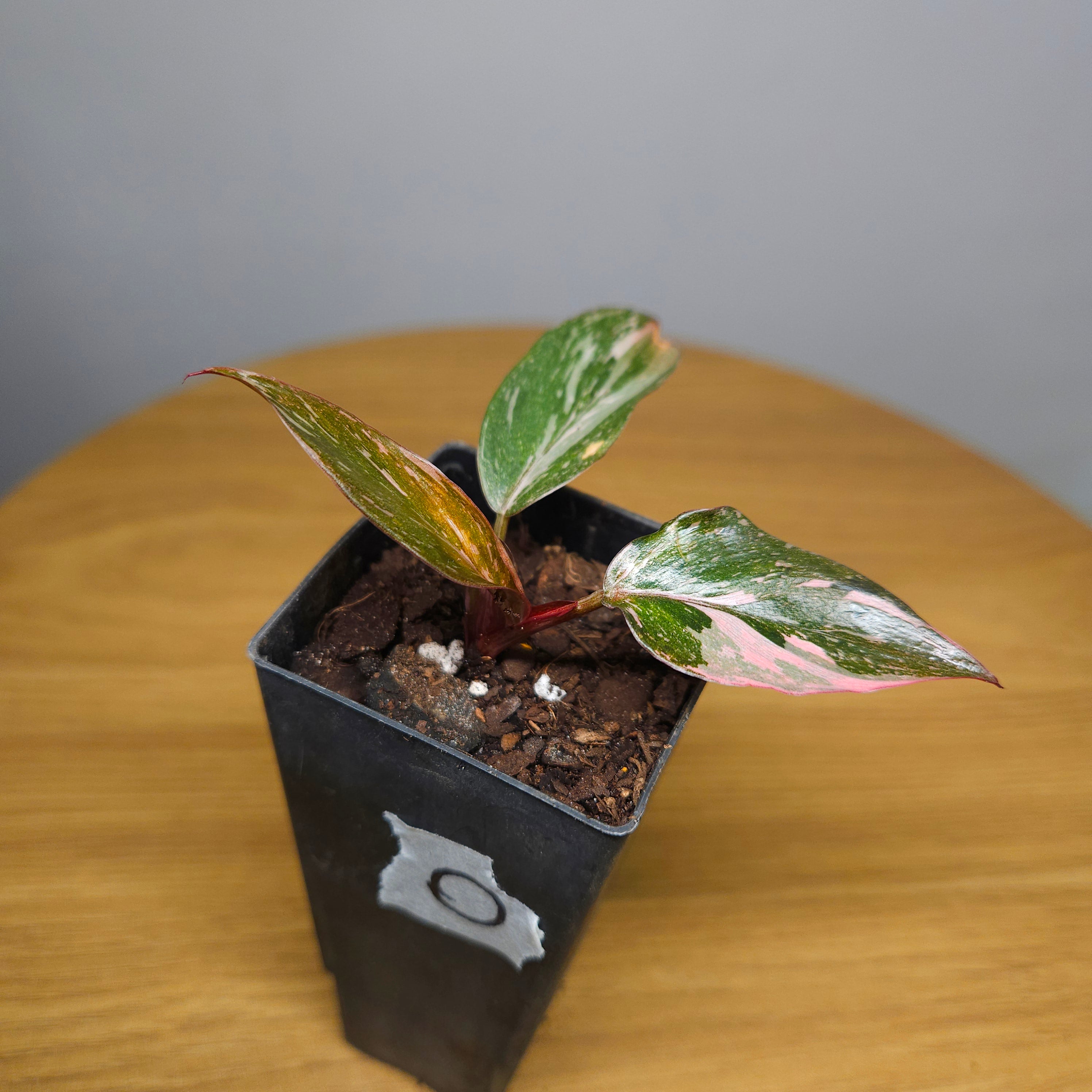 Rare Philodendron Pink Princess Marble Galaxy Variegated – Highly Variegated