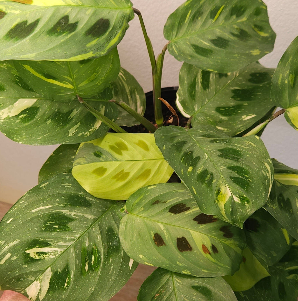 Maranta Kerchoveana Variegata – Rare Variegated Prayer Plant