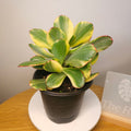 Crassula ‘Blue Bird’ Variegata – Rare Variegated Succulent