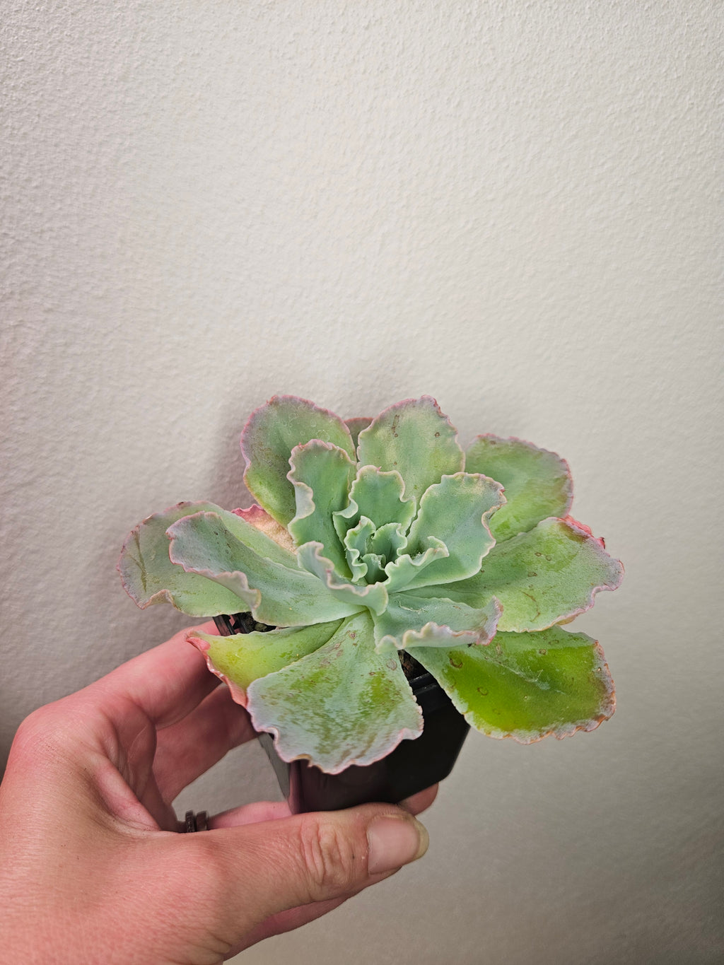 Echeveria ‘Blue Curls’ – Rare Frilled Succulent