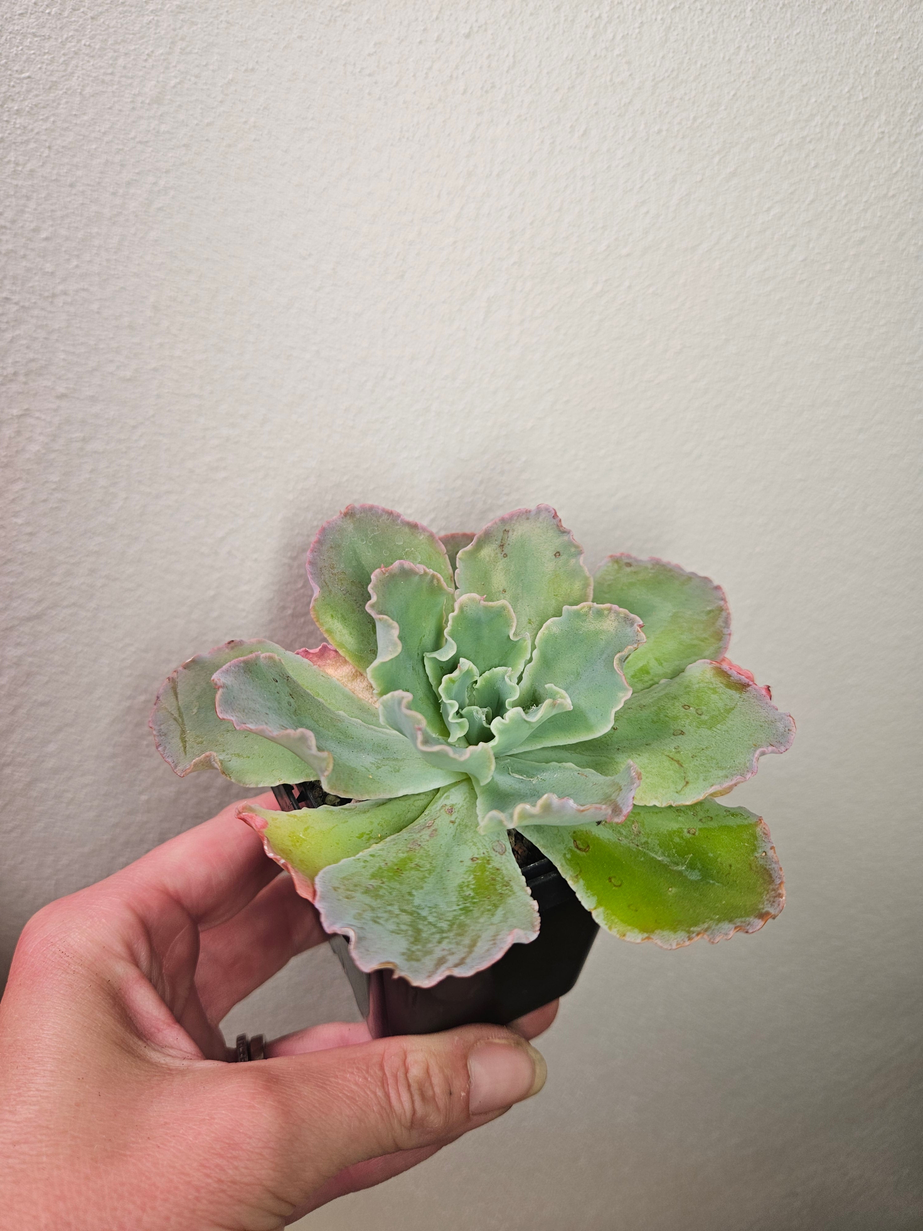 Echeveria ‘Blue Curls’ – Rare Frilled Succulent
