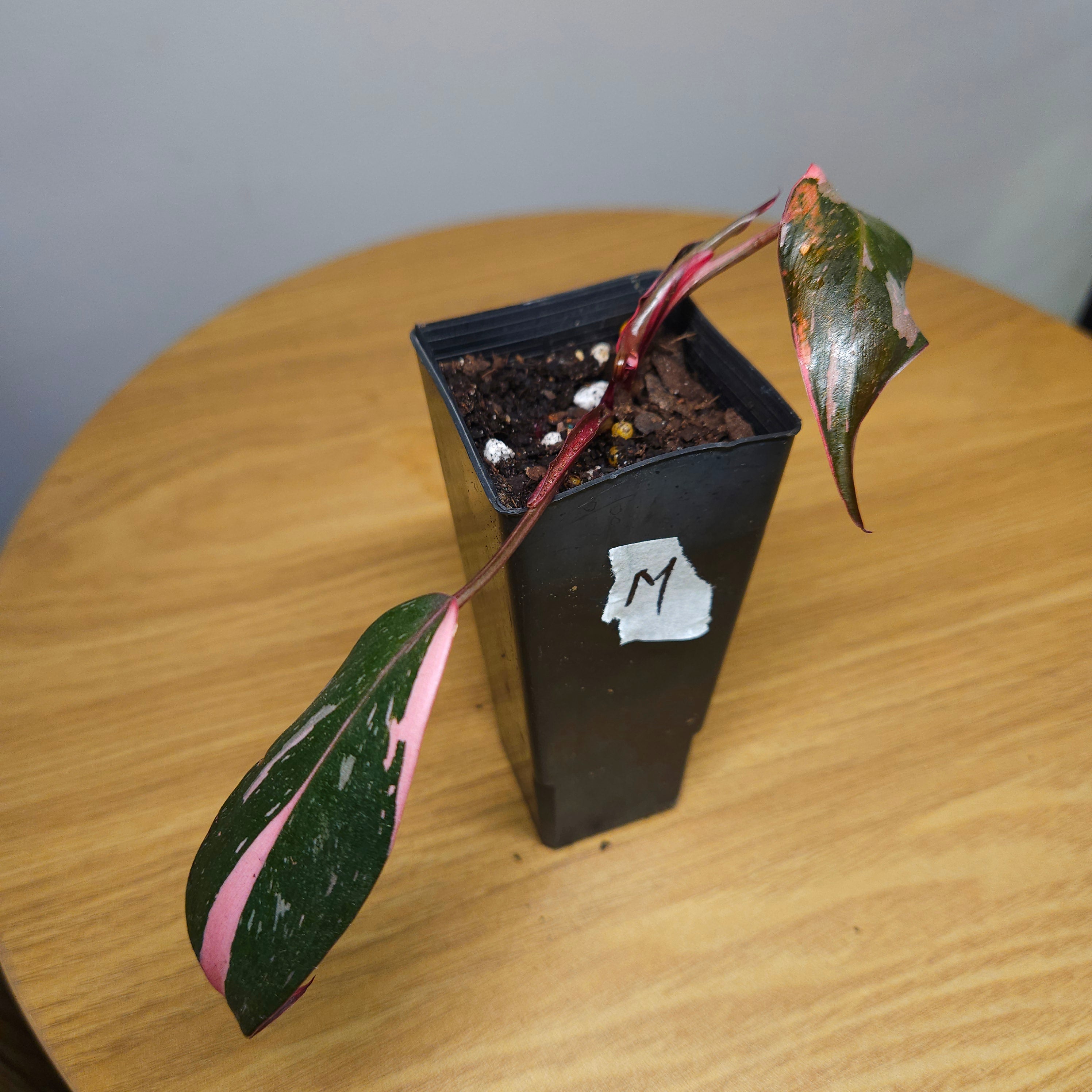 Rare Philodendron Pink Princess Marble Galaxy Variegated – Highly Variegated